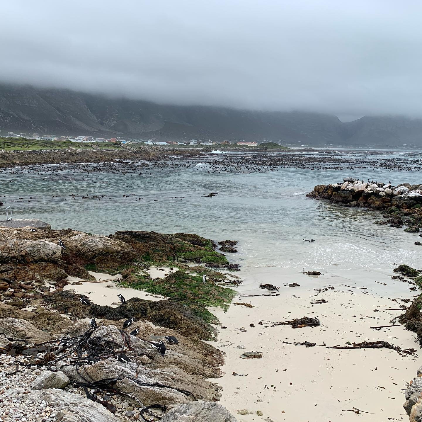 Week 49 of remote year, part 1. My first week not working means a lot more content to share. Started the week at Betty&rsquo;s Bay having a visit with the penguins 🐧. Had a beach day on a random Tuesday because I could. Went on a walking tour and ha