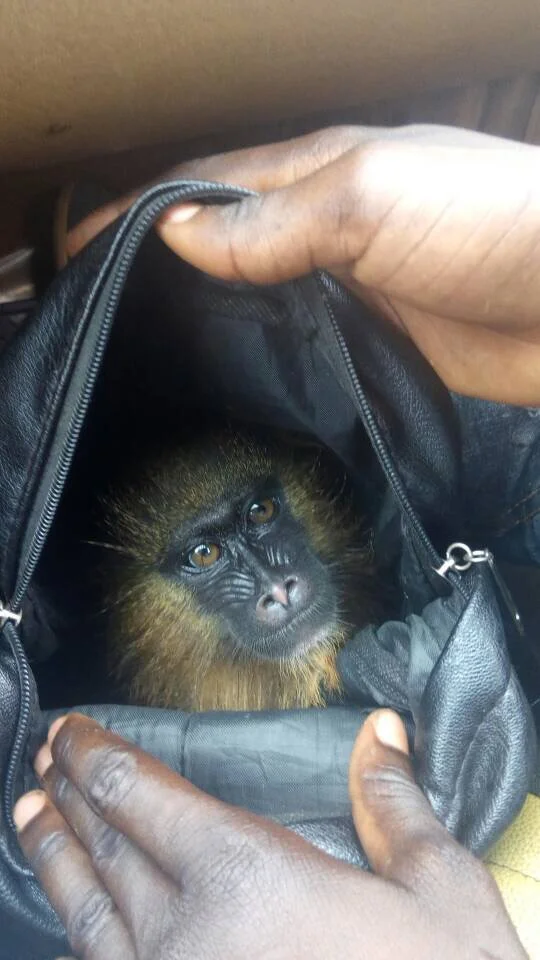 monkey.jpg