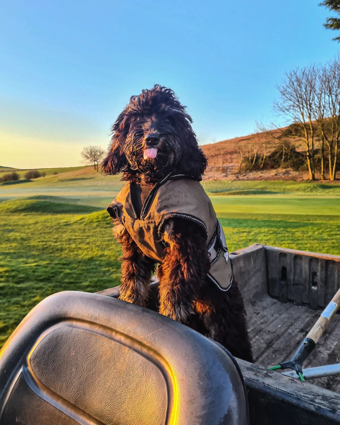 A little break from the wind this morning! #eastbrightongolfclub #cockapoo #greenkeeperdog