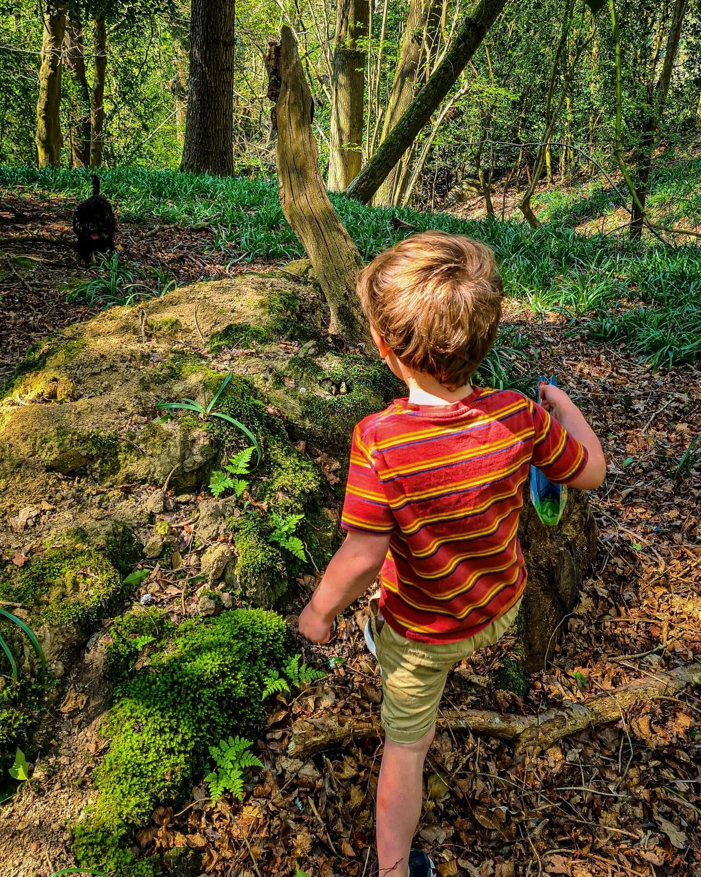 Egg hunting in the woods. The Easter bunny may have made it a little too hard! #lostinthewoods #attiboosh #penadoro