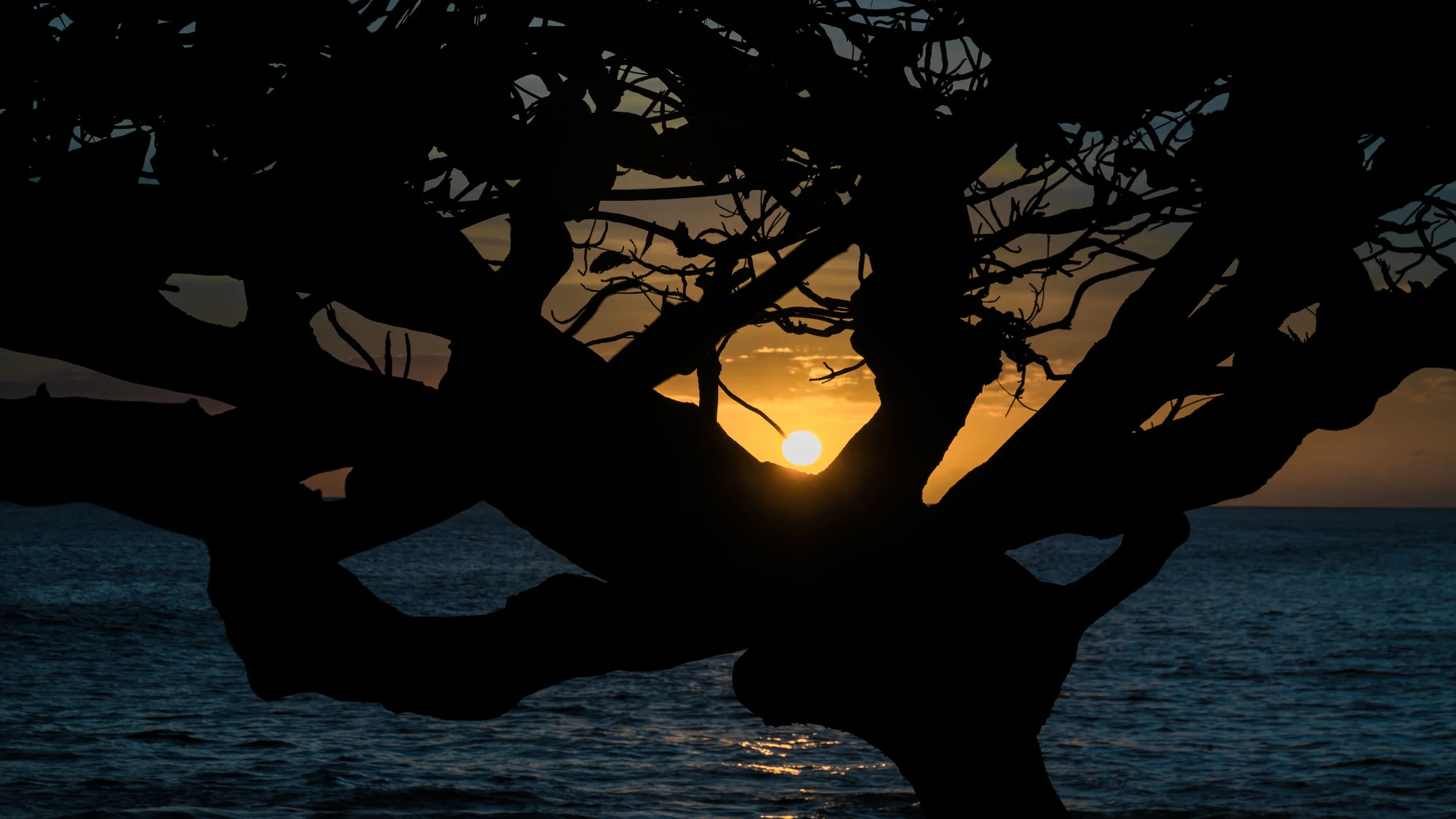 treeoflife.jpg
