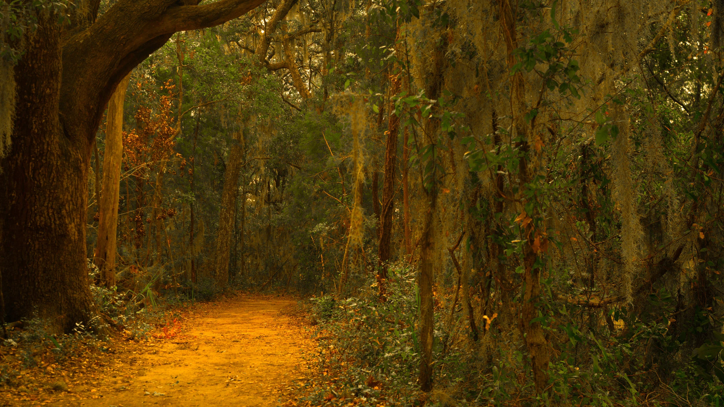 spanishmoss.jpg