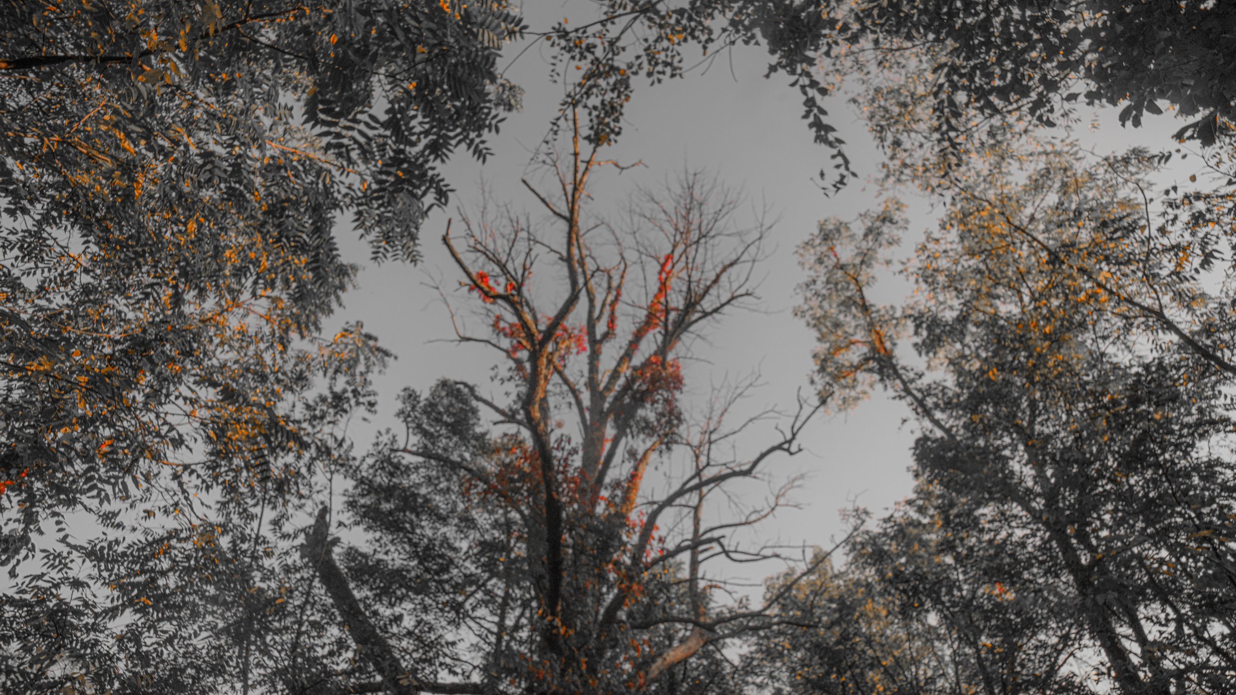 Forest Hues