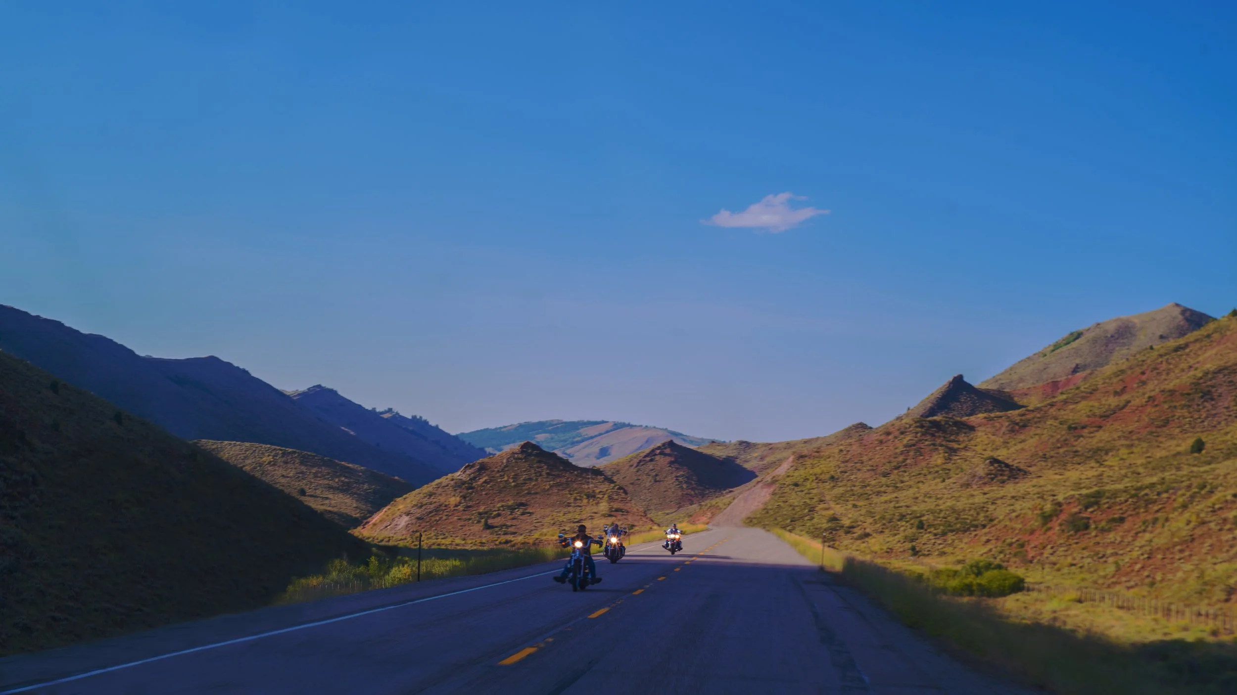 borntobewild copy-final-2.jpg