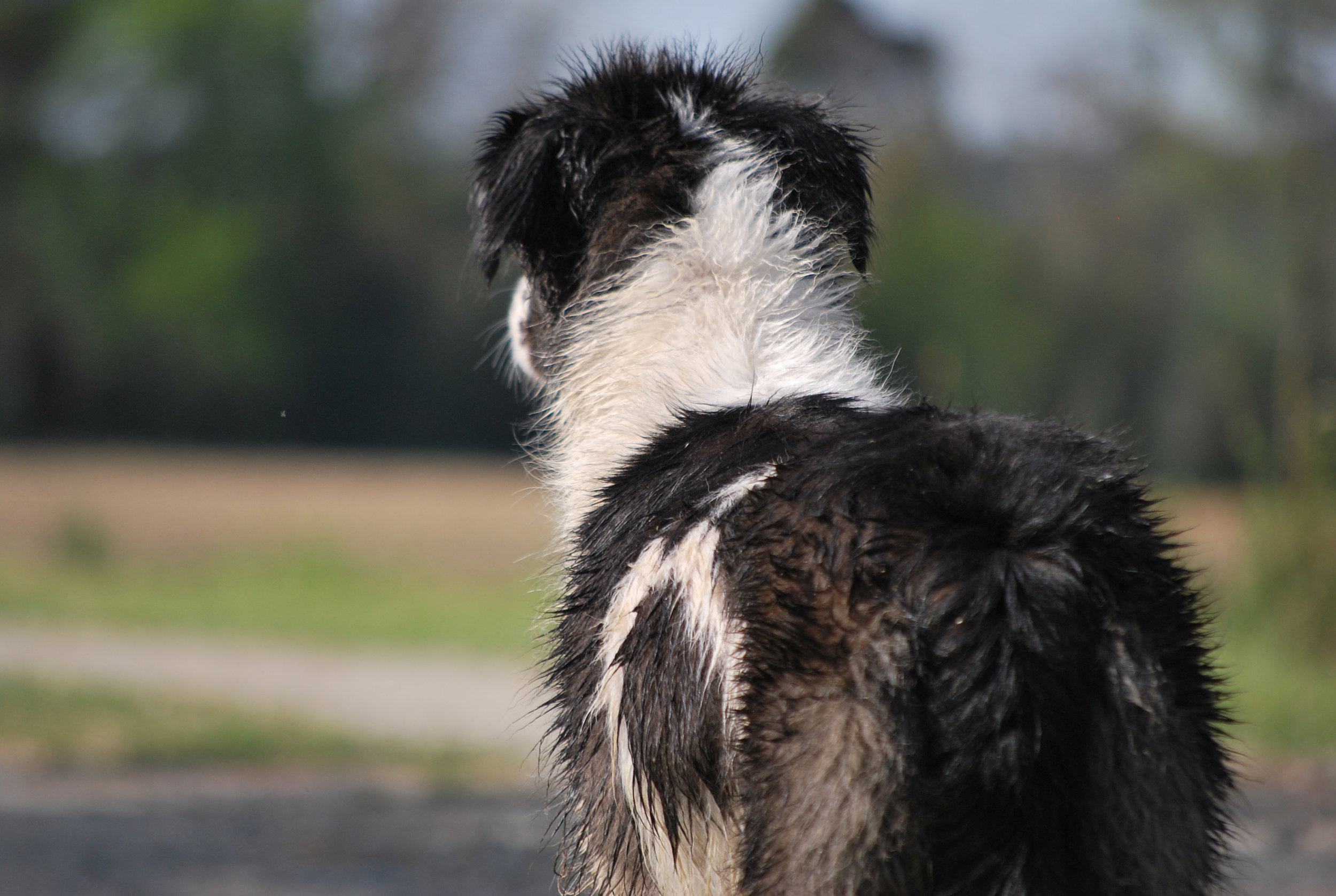 Border-Collie-view.jpg