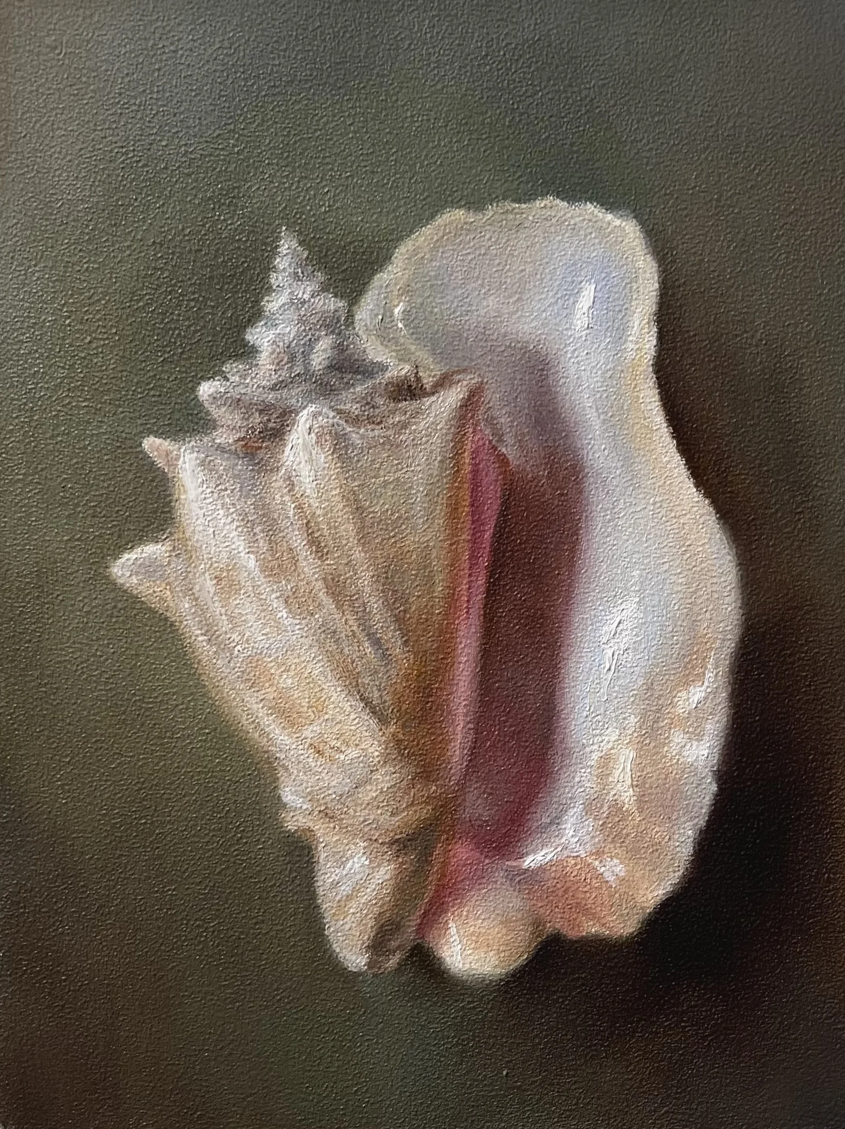 Conch Shell