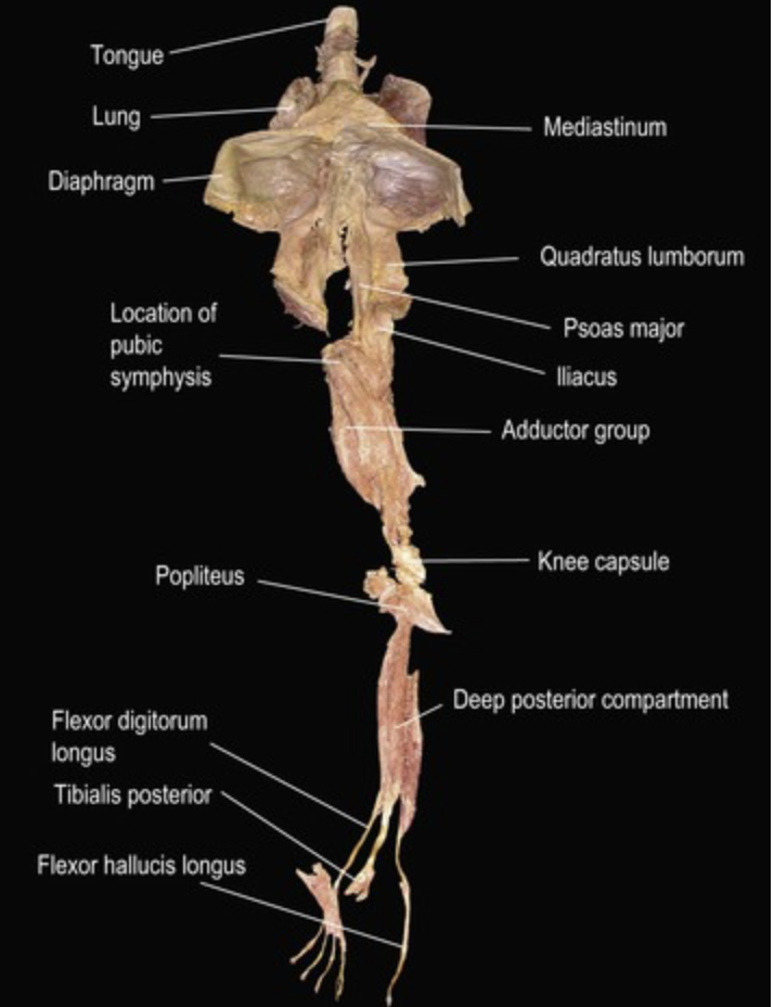Fascia and Speech Therapy 