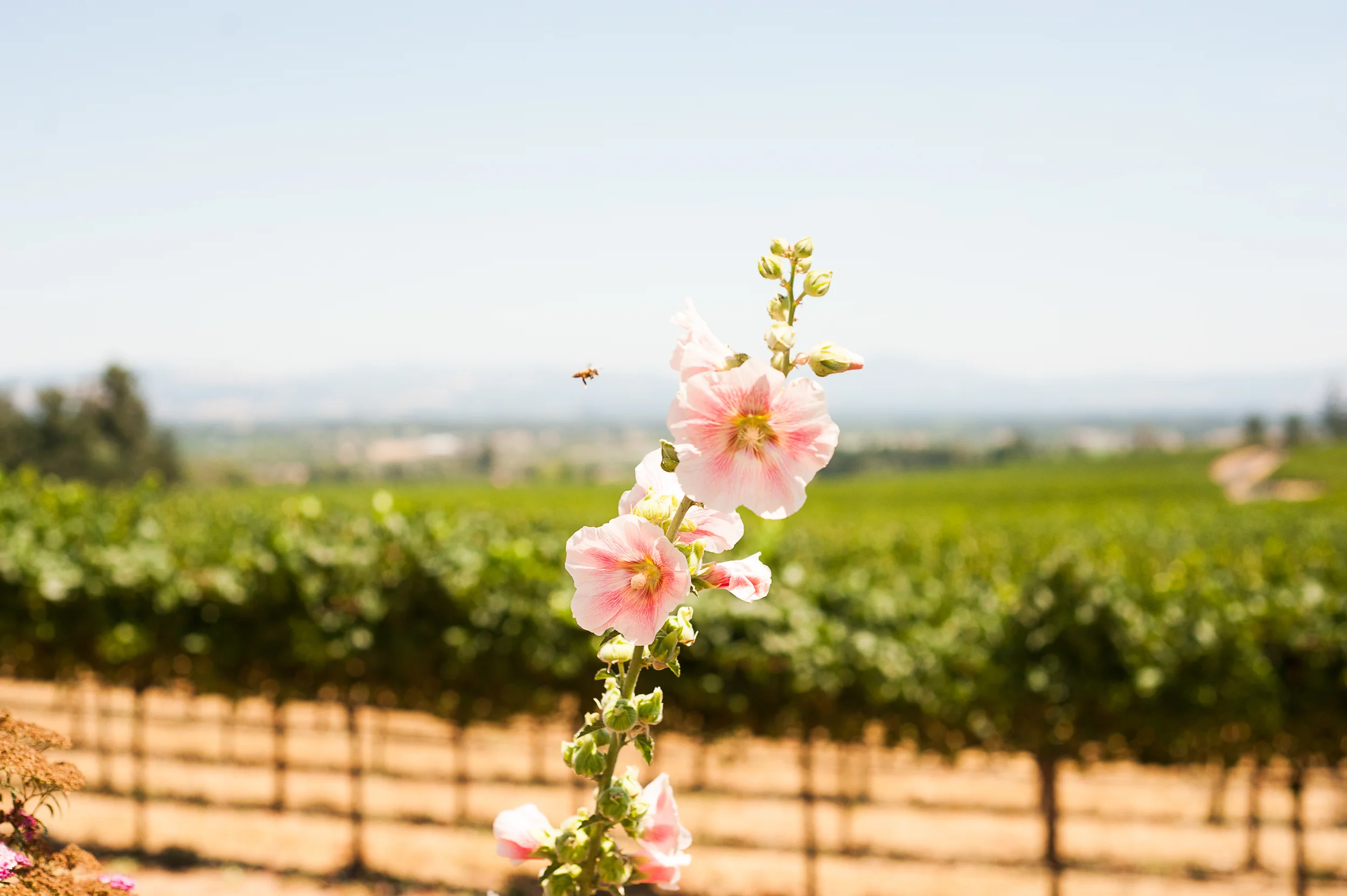 Charlie & BuckleyVine Hill House, Sonoma