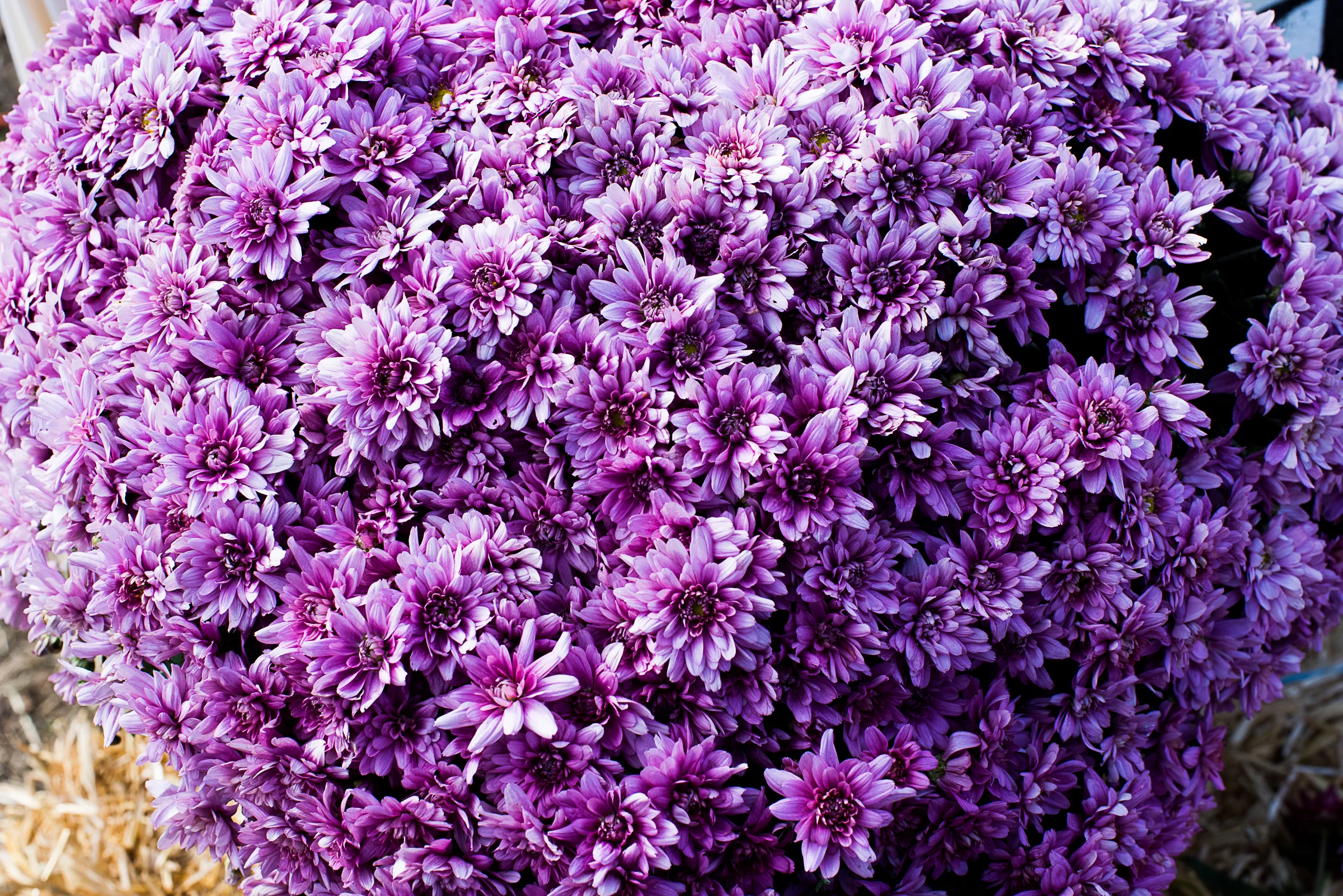 2018_10_13-0921.jpg