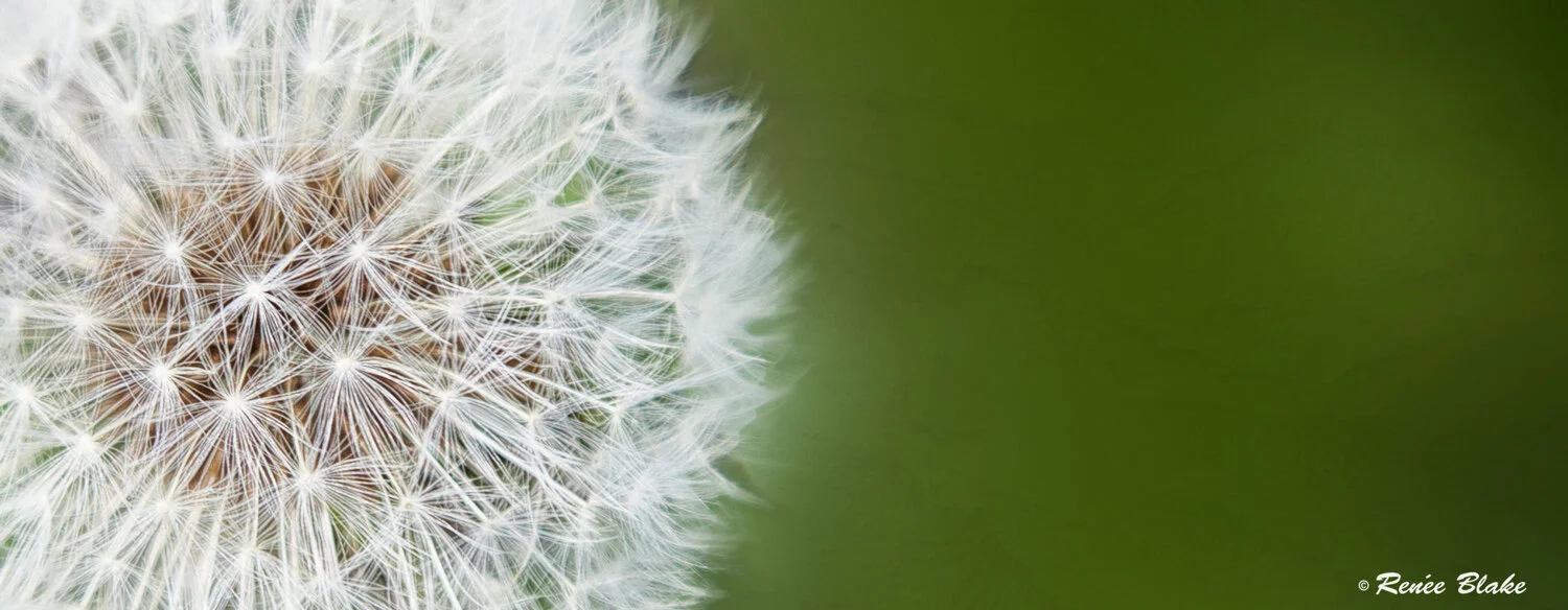 dandelionTemplate1500.jpg