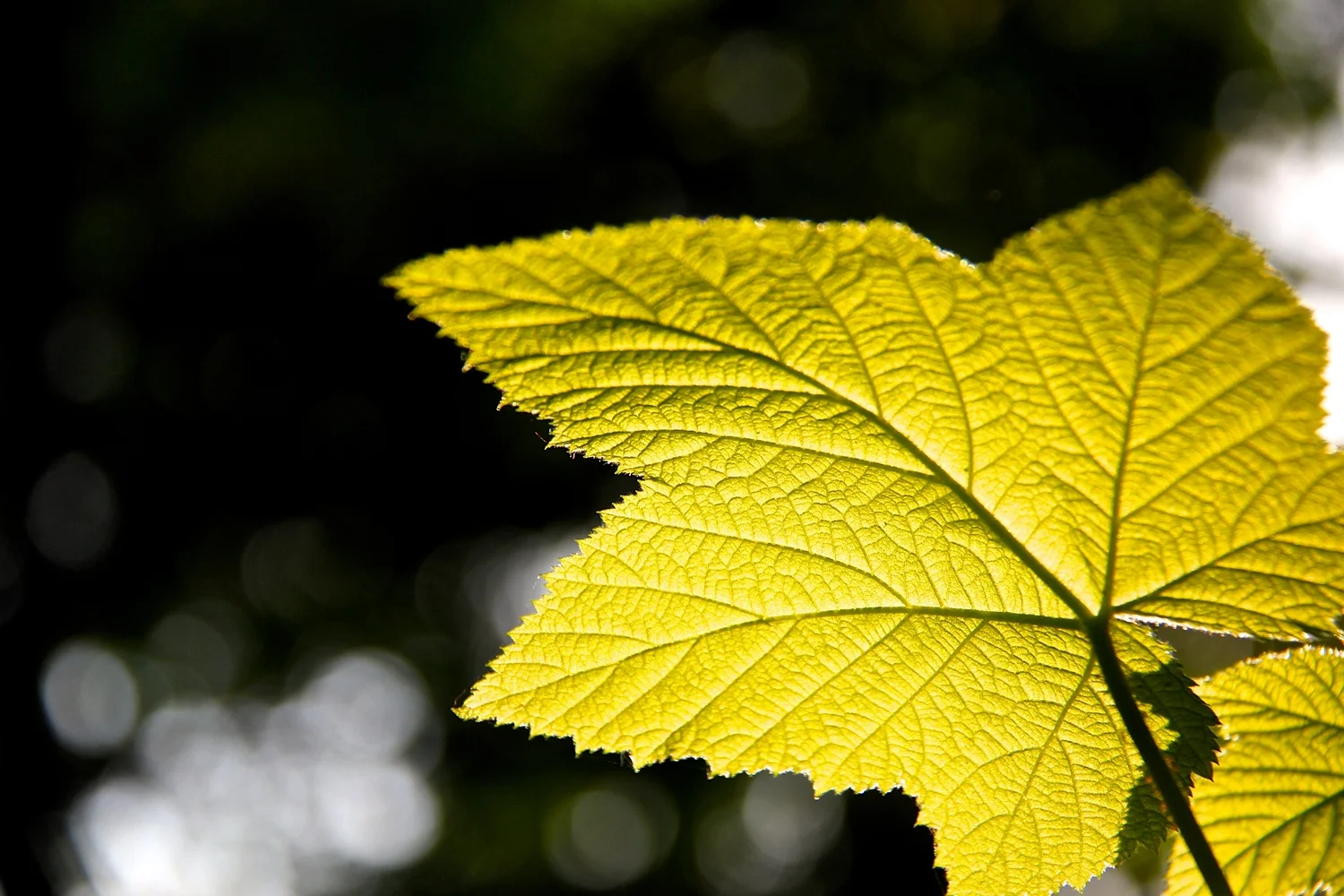 FHC_YellowLeafCloseUp4533.jpg