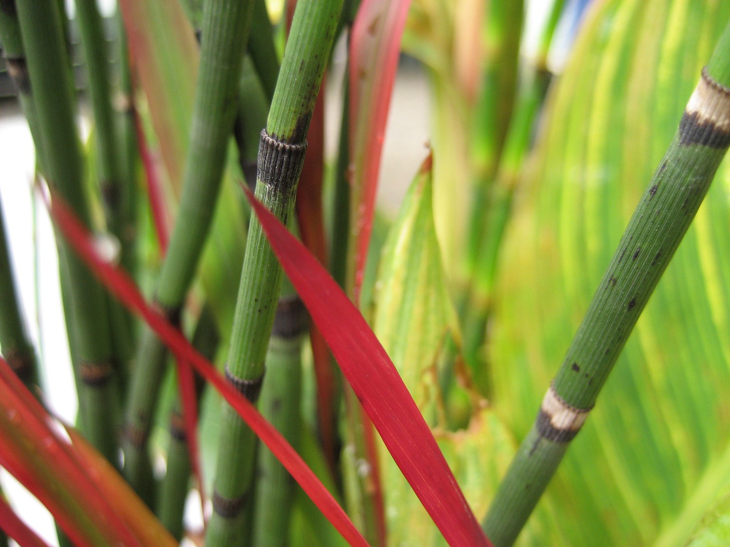 FHC_HorsetailCloseUp0206.jpg