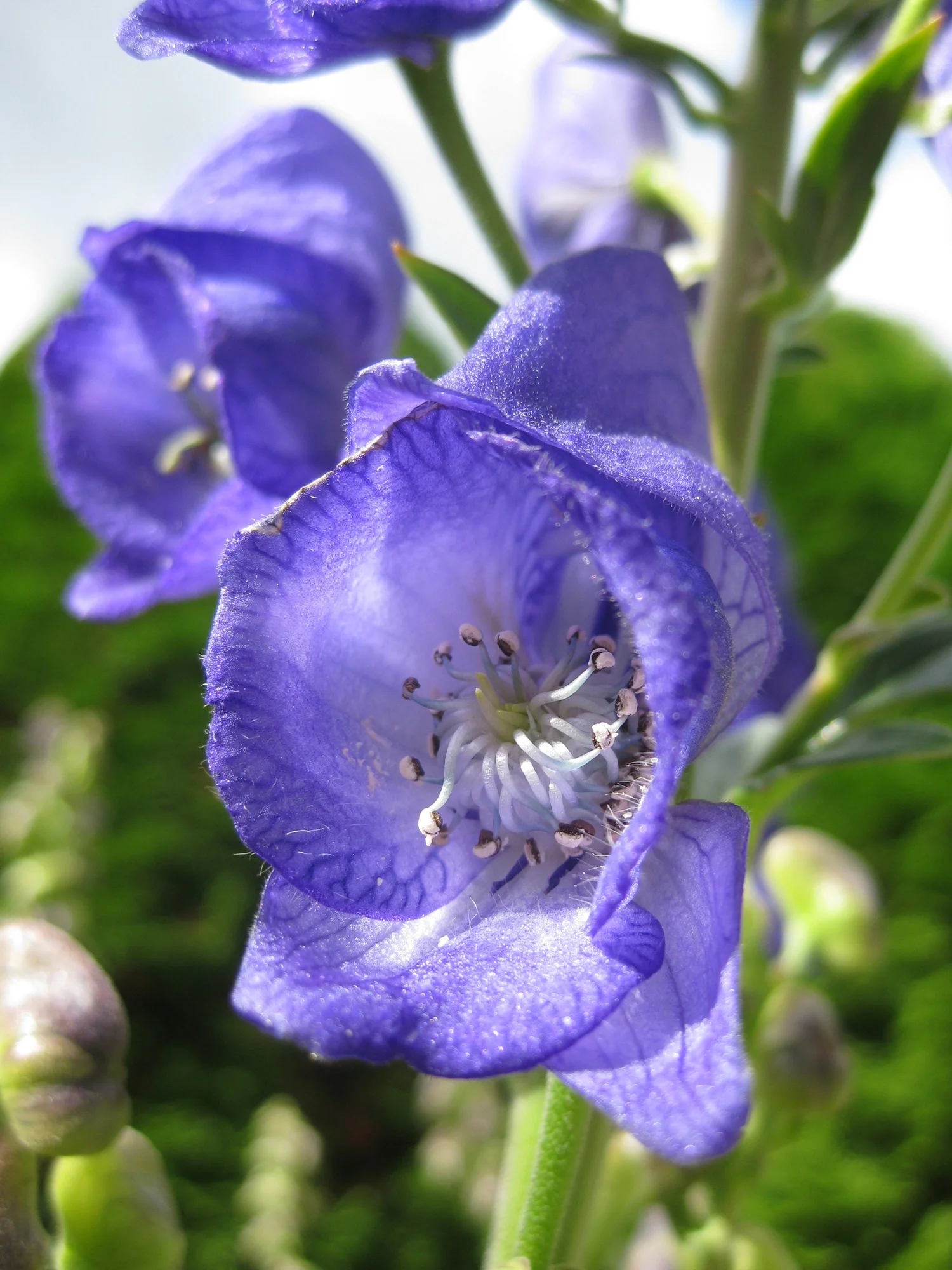 FHC_Aconite1FlwrCloseUp277.jpg