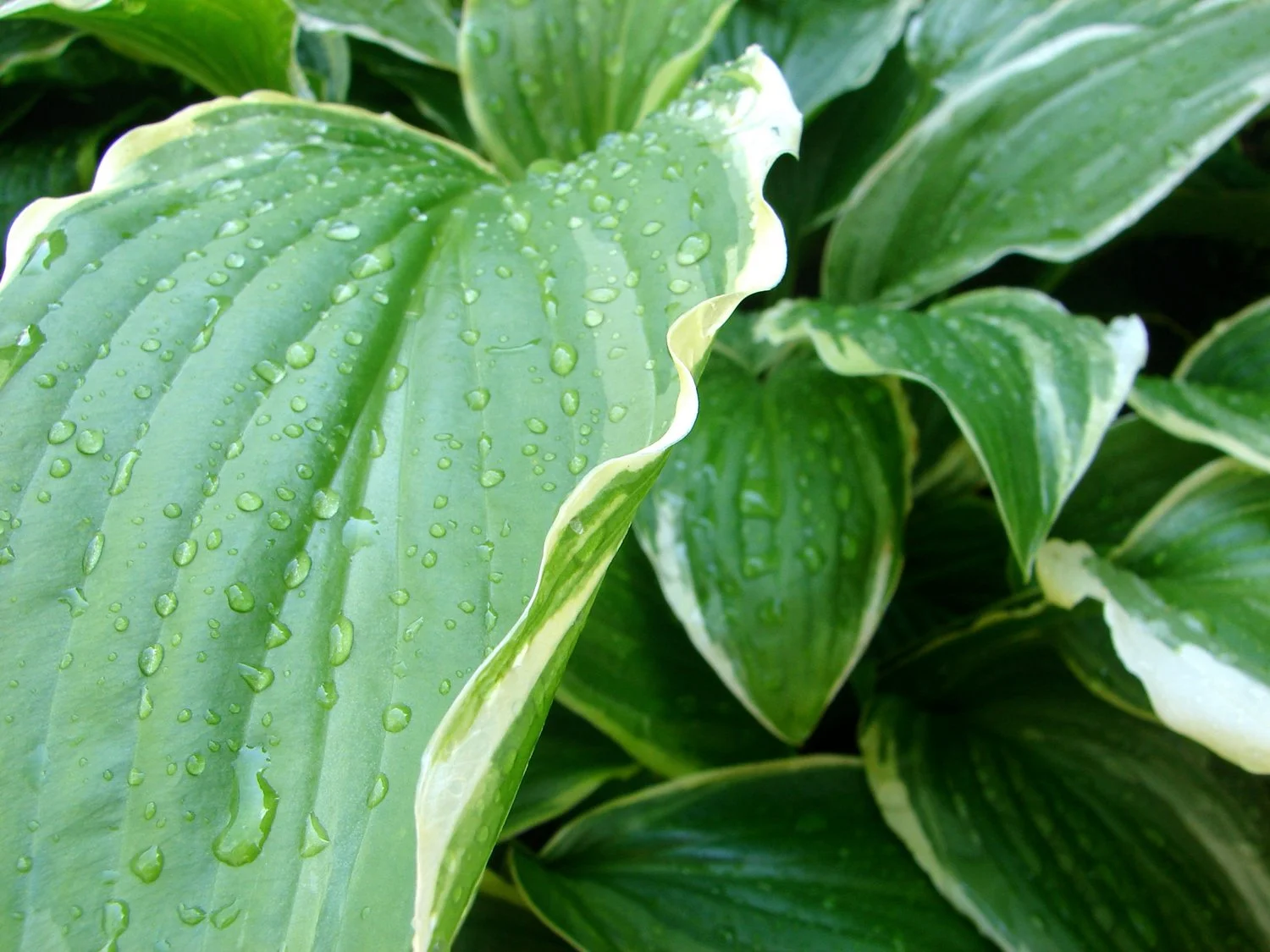 FHC_HostaLeafRaindrops161.jpg