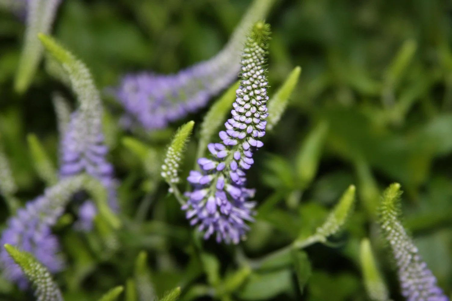 FHC_PurpleStalkFlwr0903.jpg
