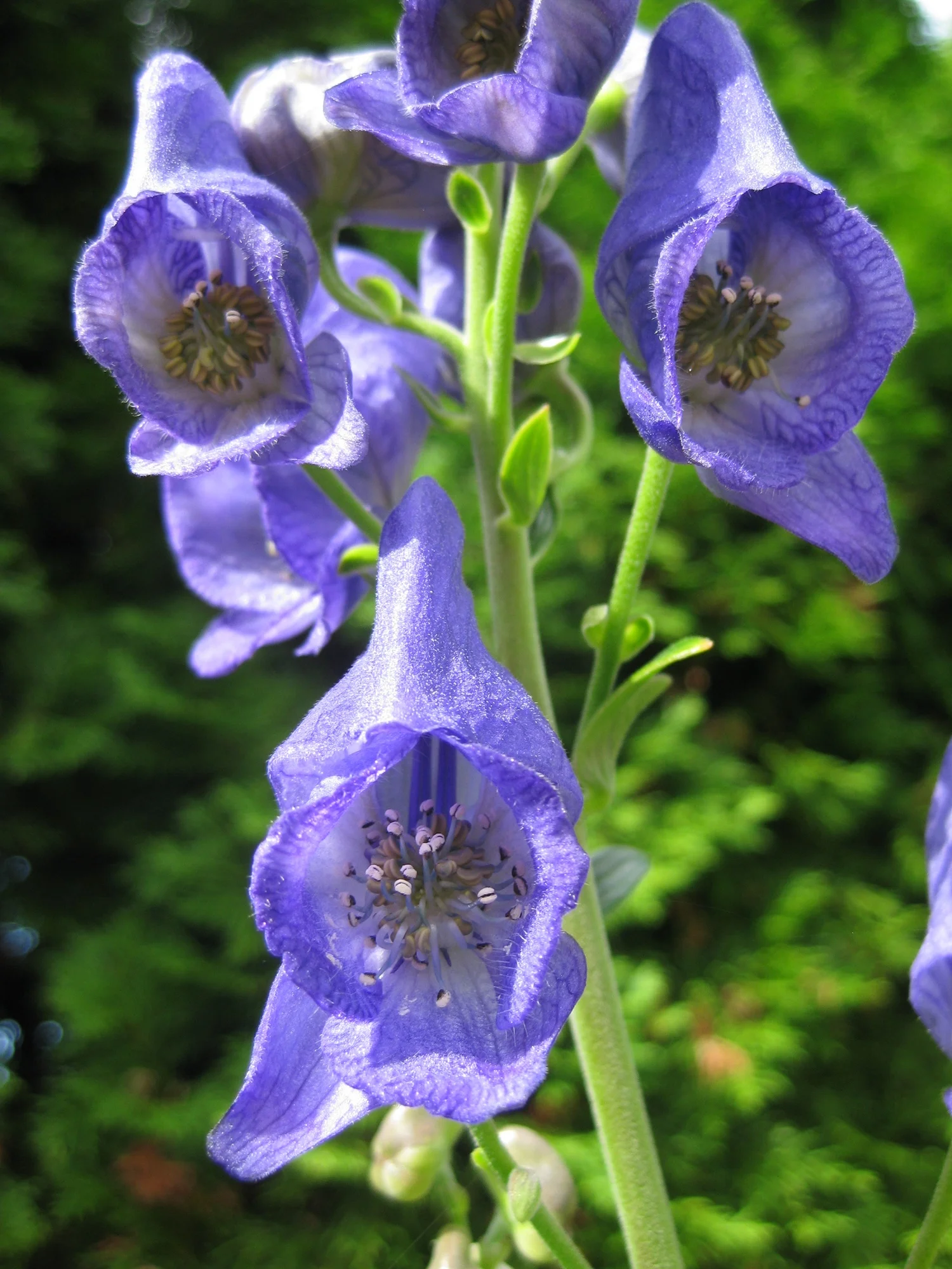 FHC_Aconite3Flwr280.jpg