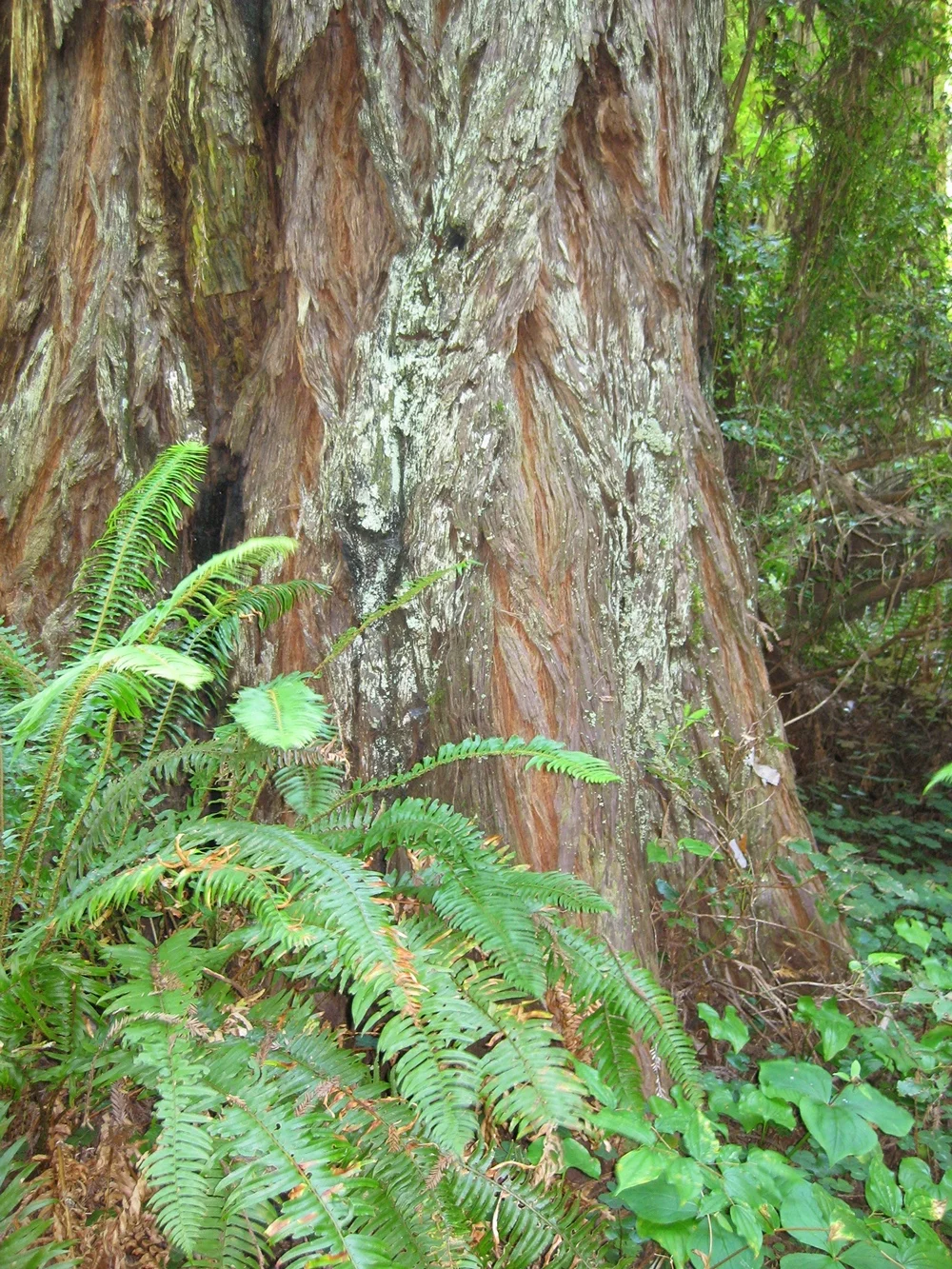 FHC_RedwoodTreeSmallest1.jpg