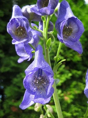 FHC_Aconite3Flwr280.jpg