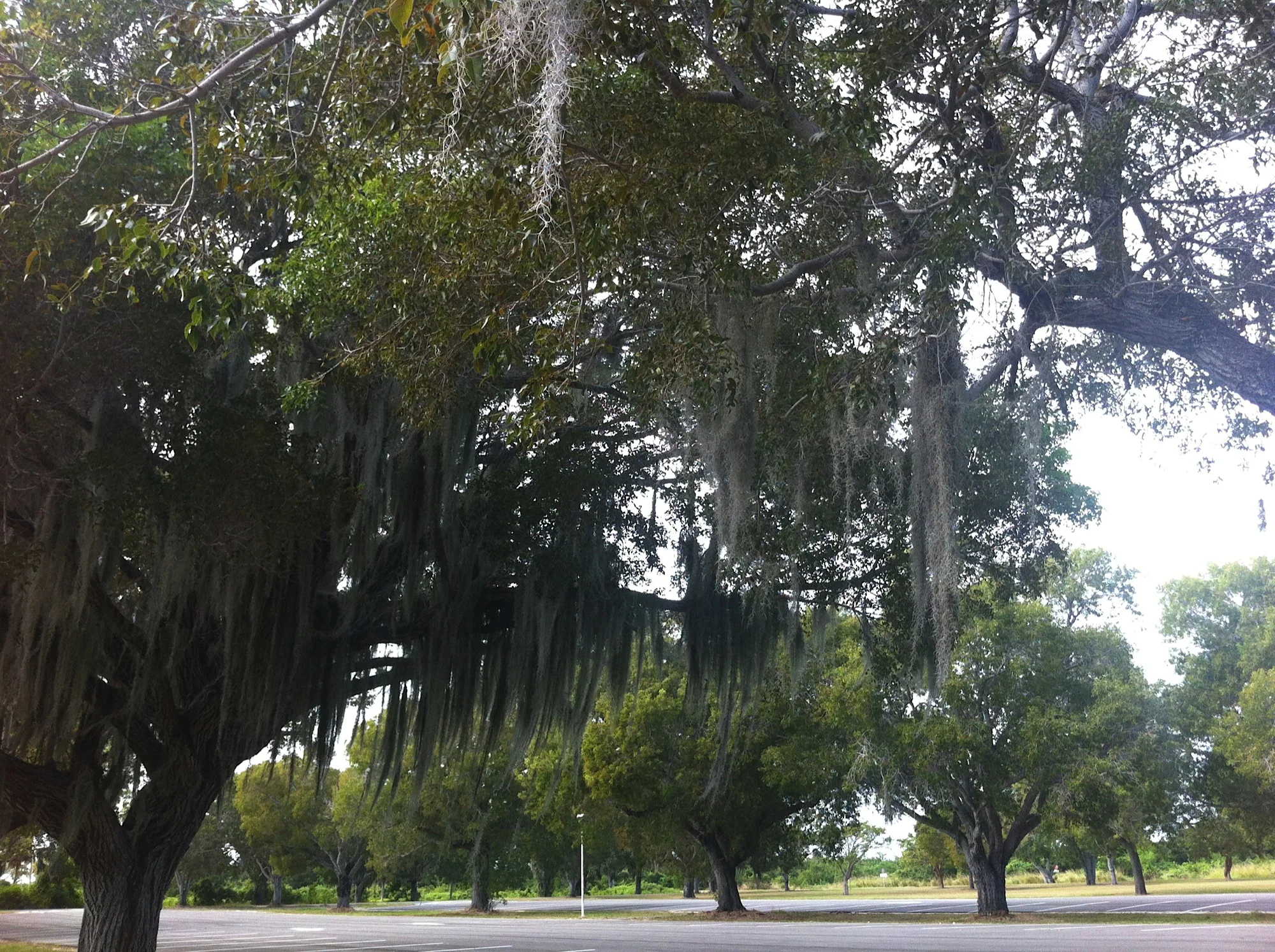 Spanish Moss