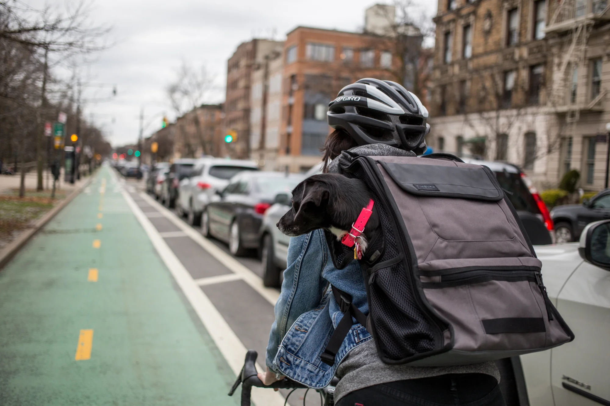 timbuk2 pet backpack