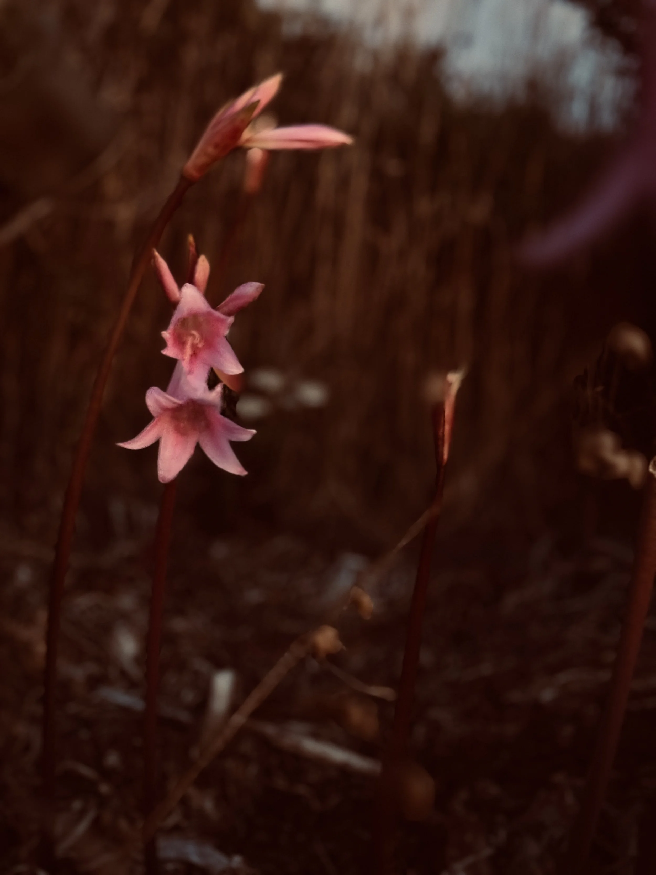 pinkflowers.JPG