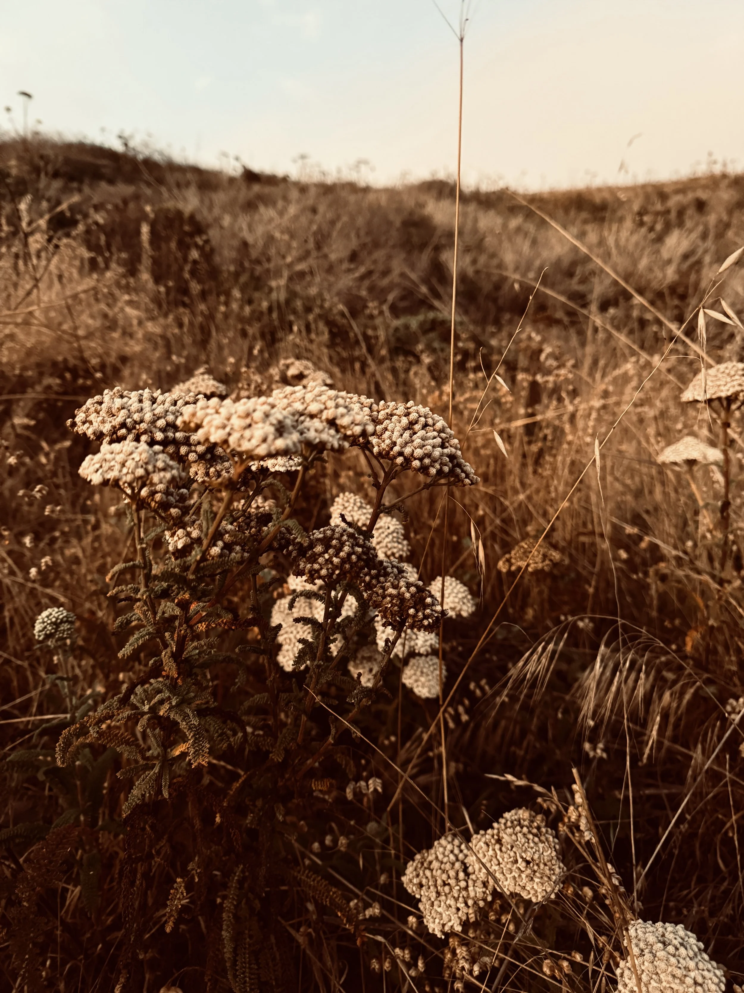 whiteflowers.JPG