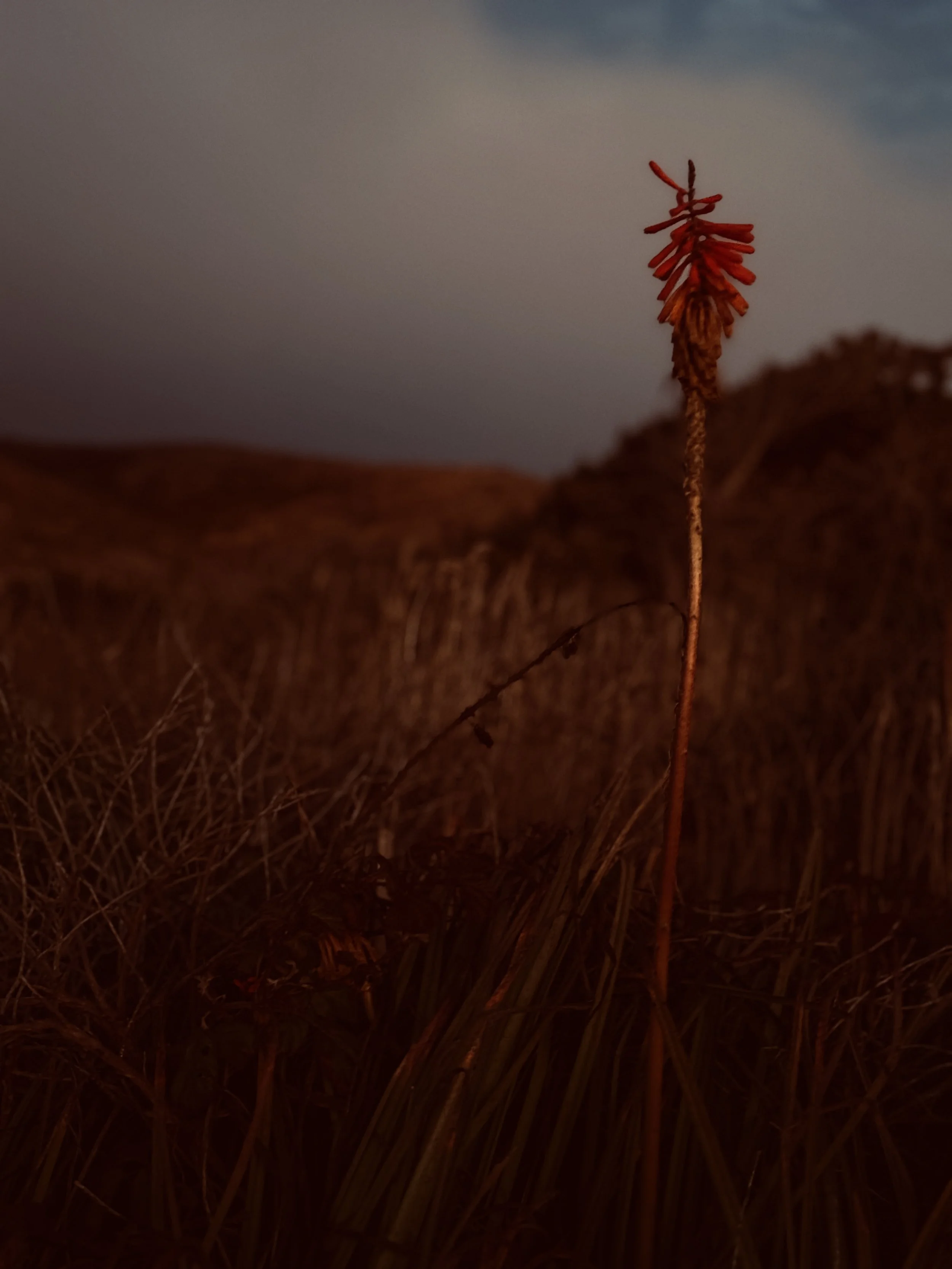 torchflower.JPG