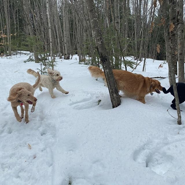 Emma, Lola &amp; Charlie following Molly off the trail #kaninekings