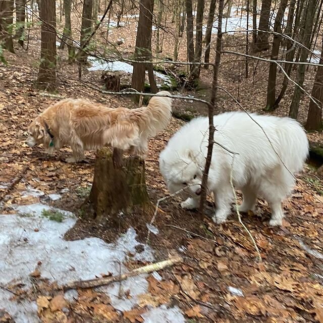 Henry &amp; Rowan sniffing around in the woods #kaninekings