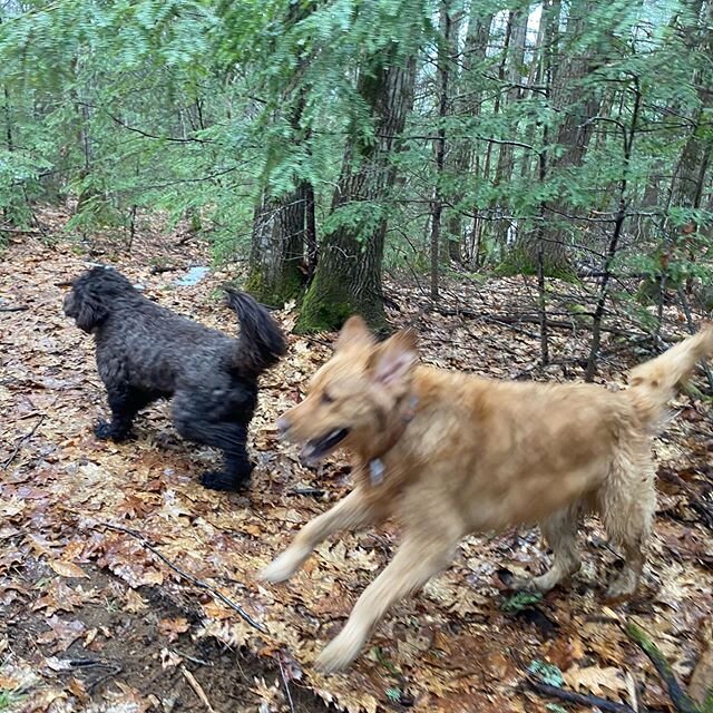 Charlie chasing Remy in the rain #kaninekings