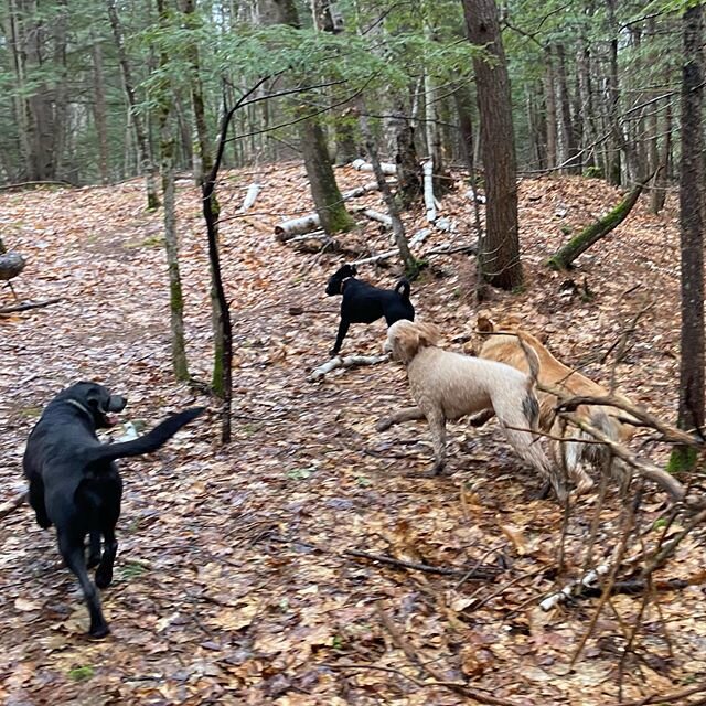 Molly, Lola, Charlie &amp; Piper giving chase to something #kaninekings