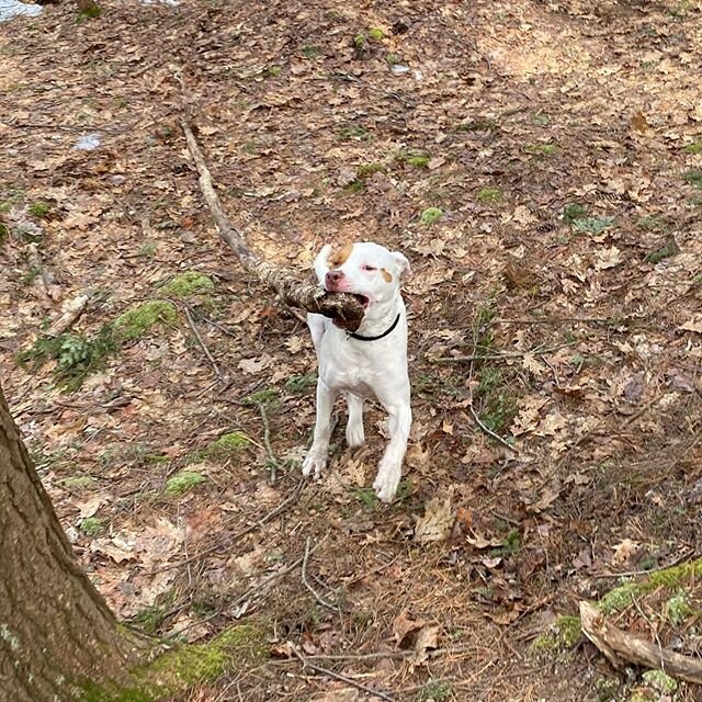 Cannoli lugging the biggest stick he can find #kaninekings #annolicannoli