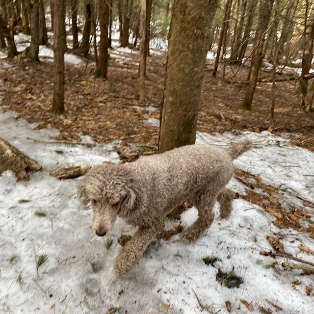 Phoebe reaching the top of the hill #kaninekings