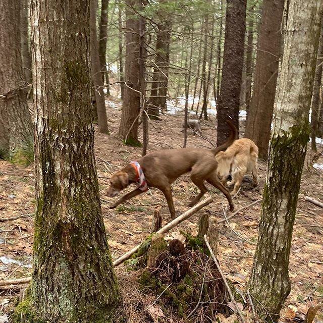 Champ enjoying an afternoon of exercise #kaninekings