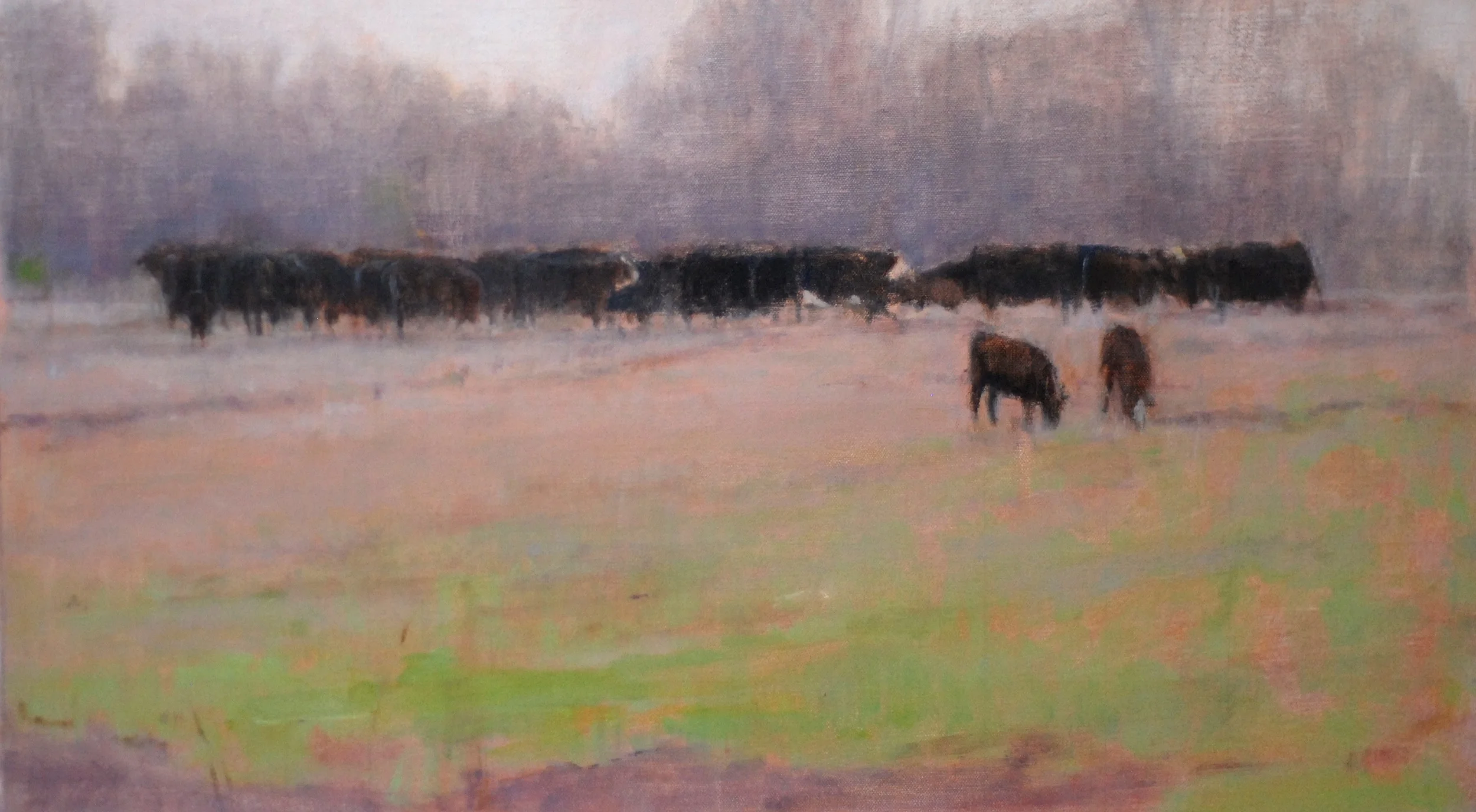 Fredericksburg Cows