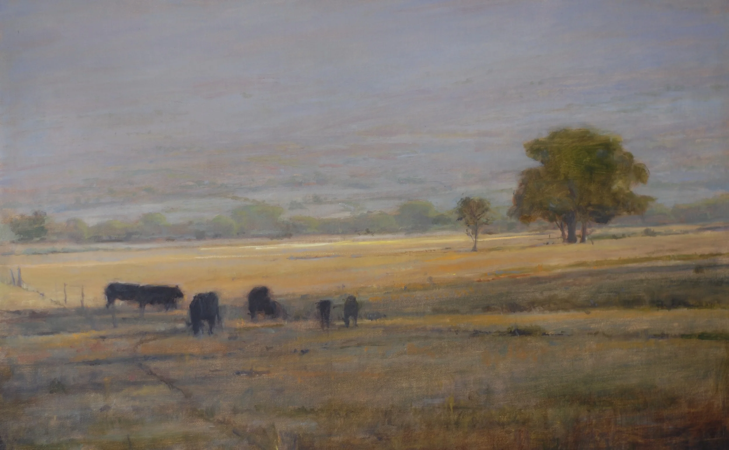Taos Field with Black Cows