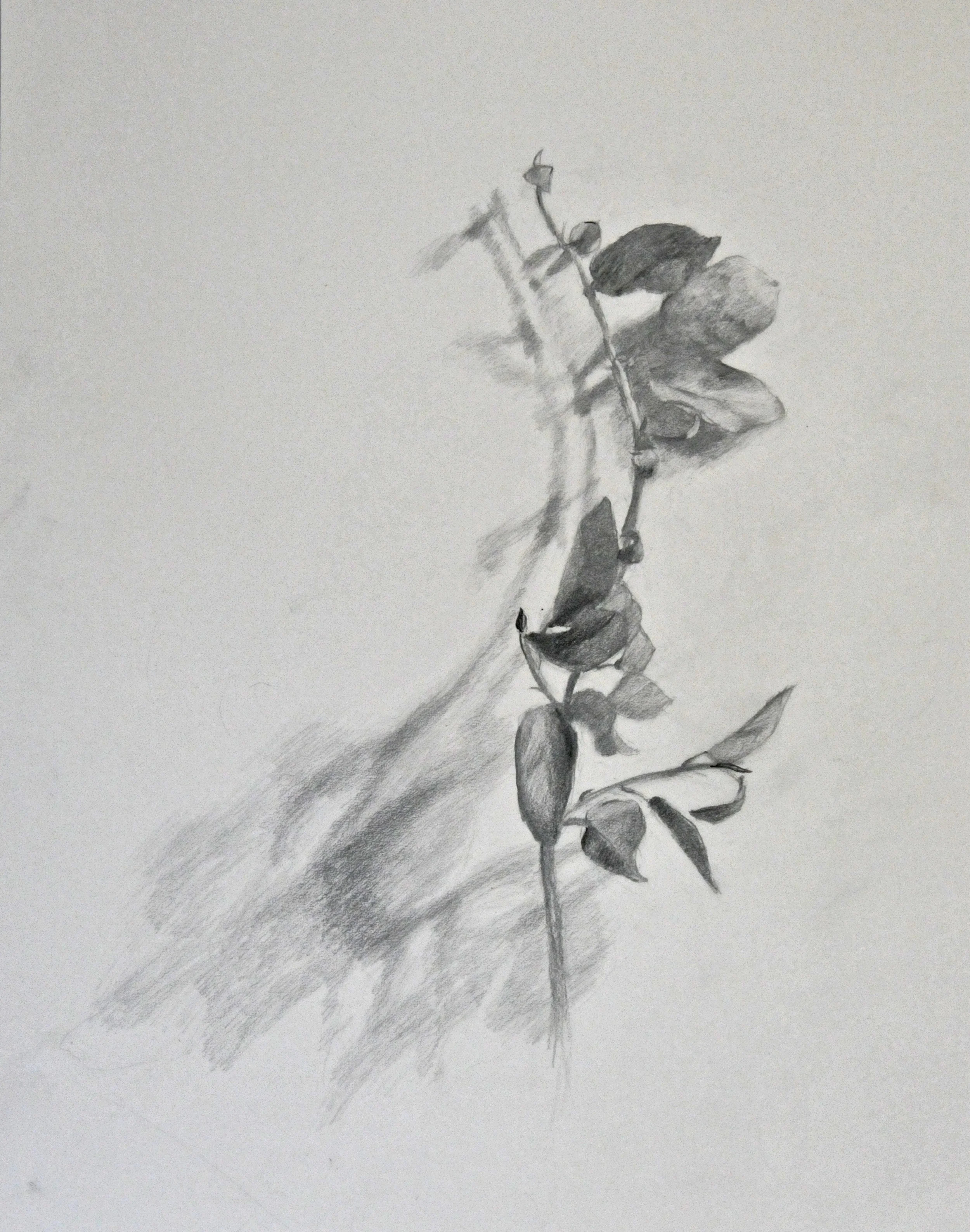 Branch with Double Shadow