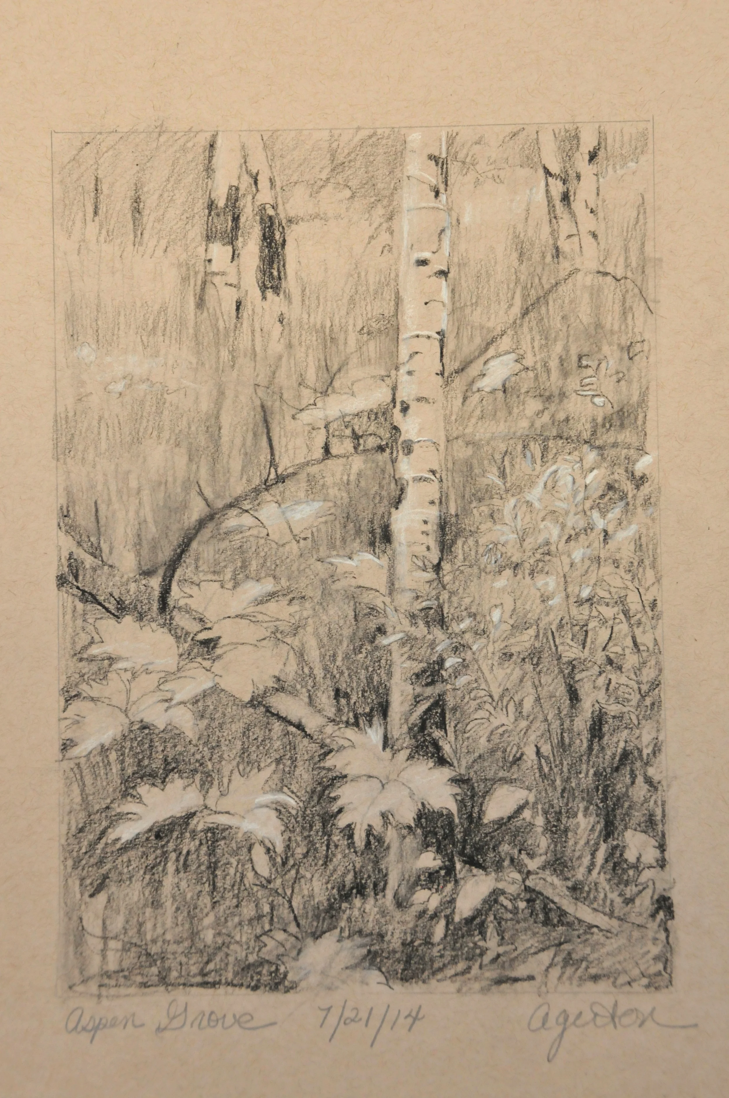 Aspen Tree and Wild Roses