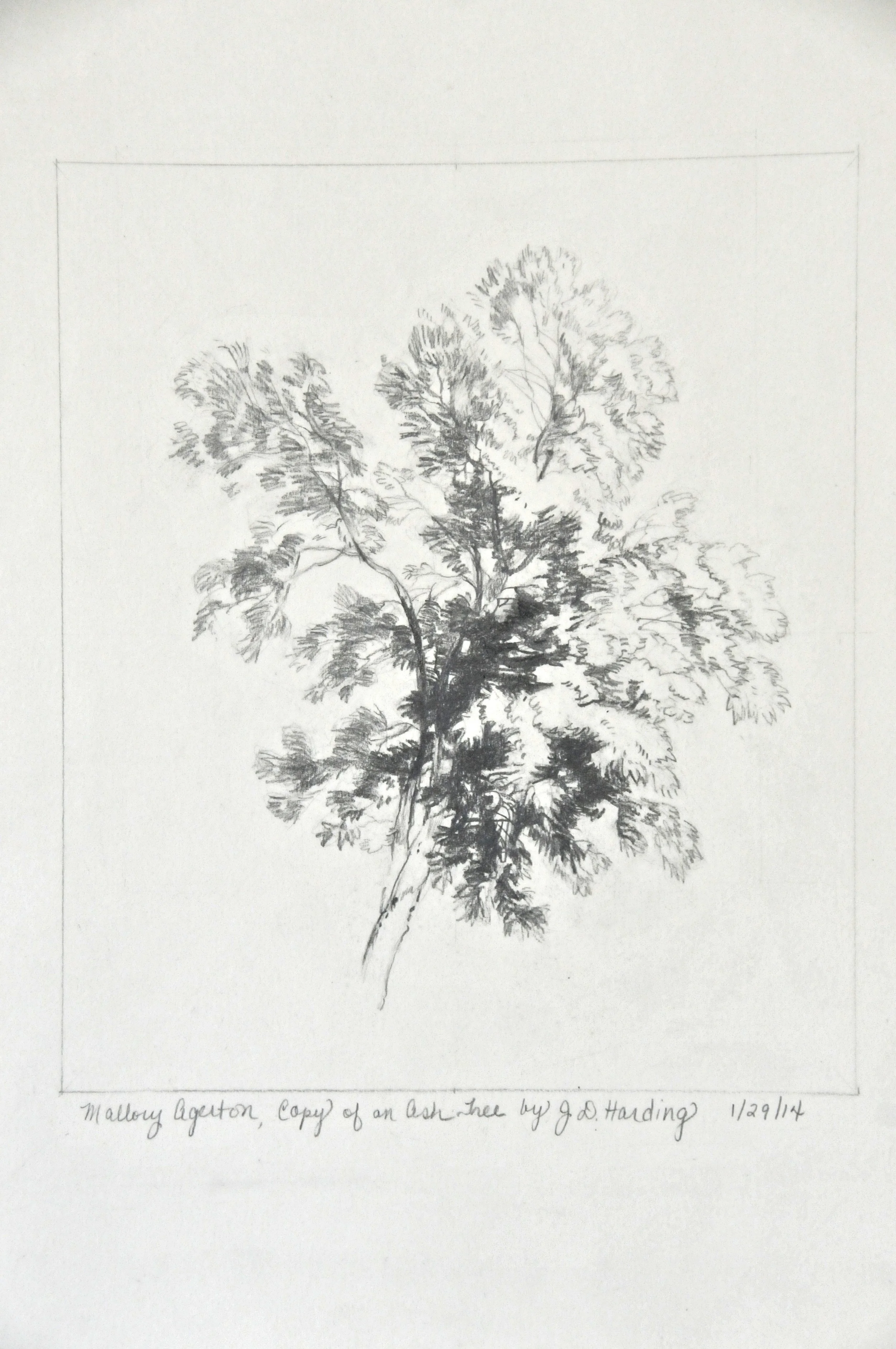 Master Copy of Harding Tree