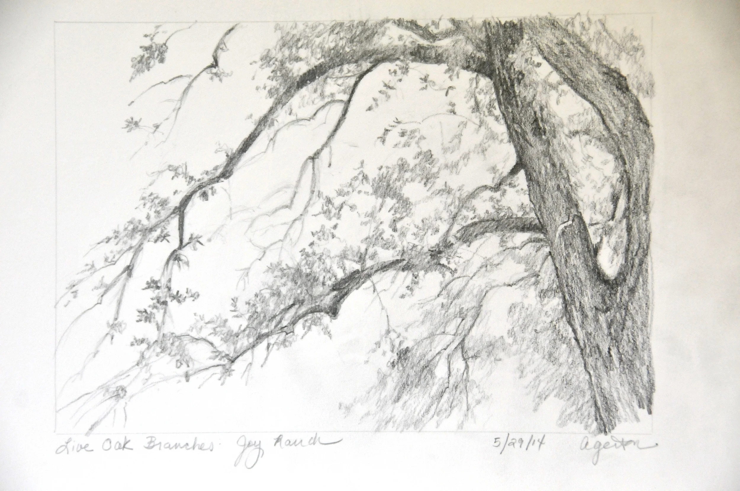 Oak Tree Branches