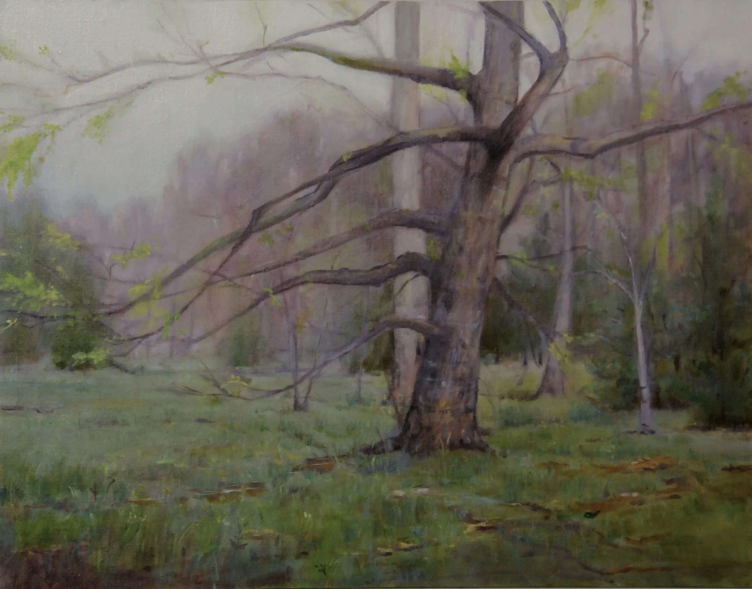 White Oak