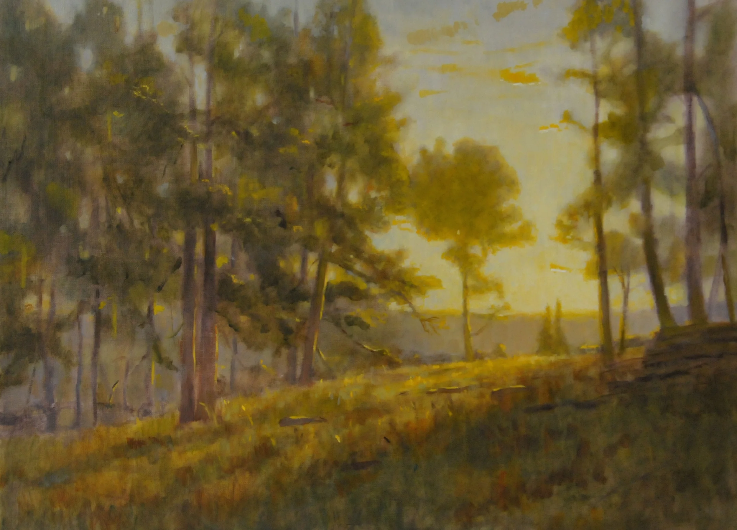 Ponderosa Pines