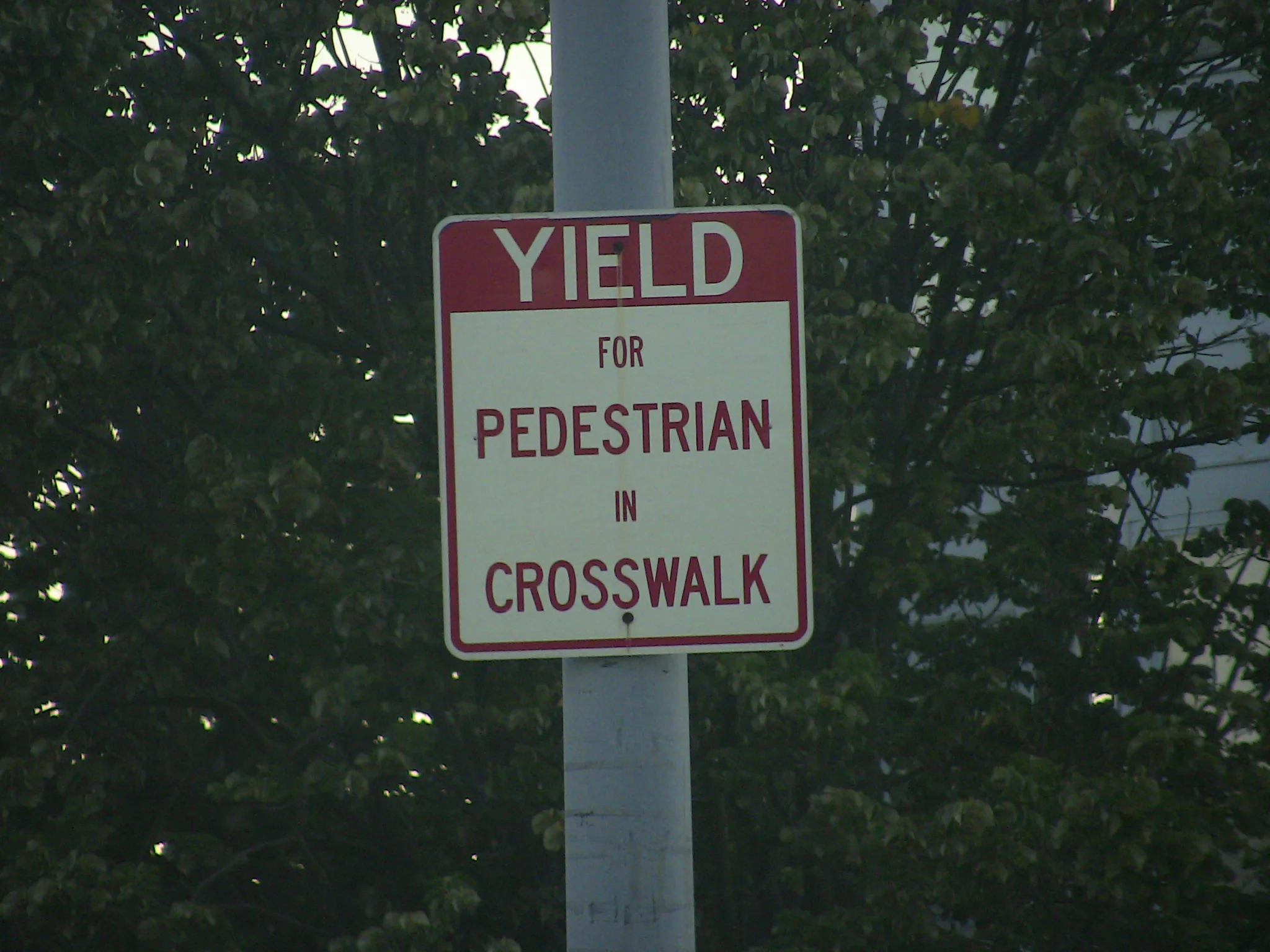 Yield in the crosswalk, sure. Outside of the crosswalk....well, good luck mate.