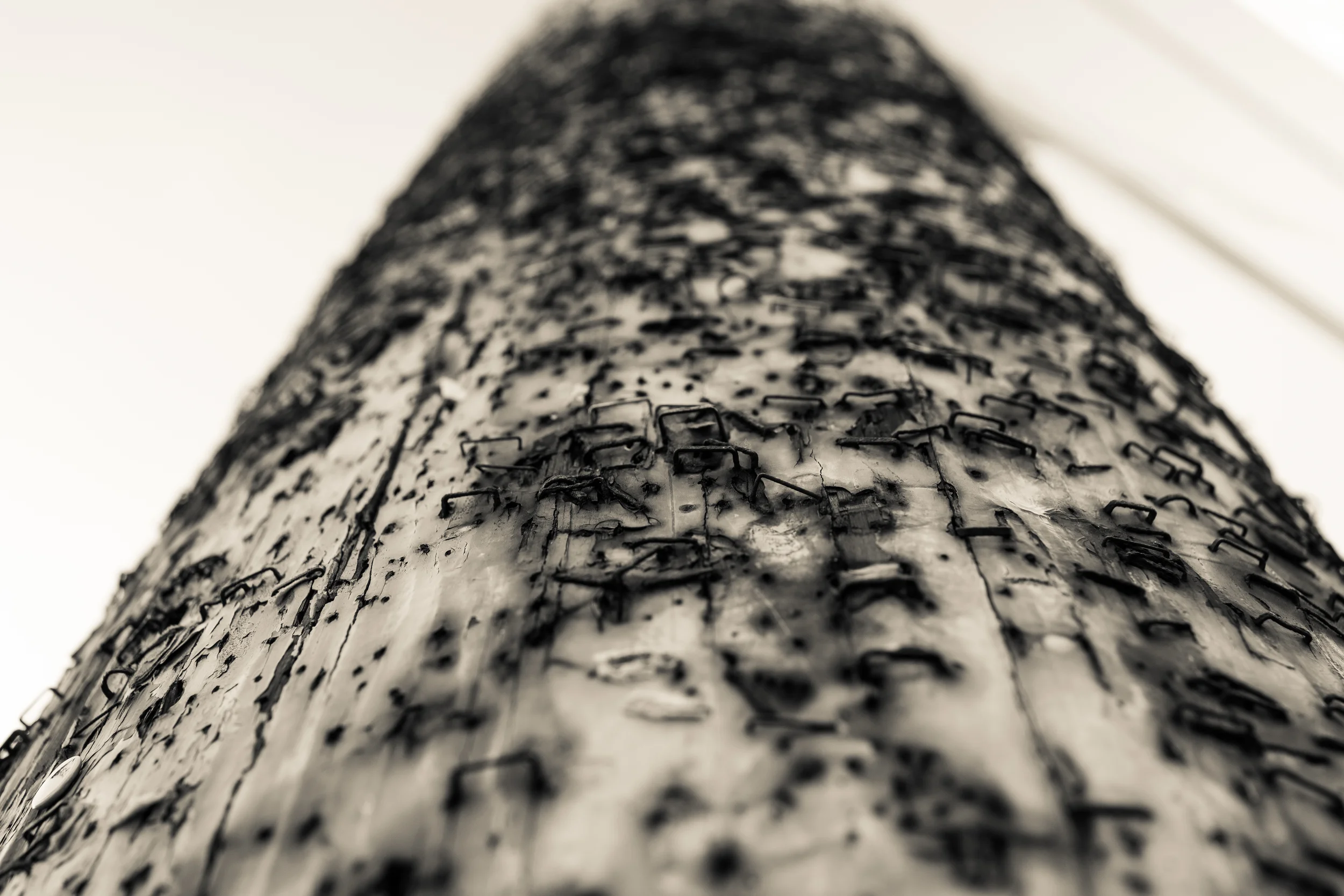 Rethinking Invasive Species