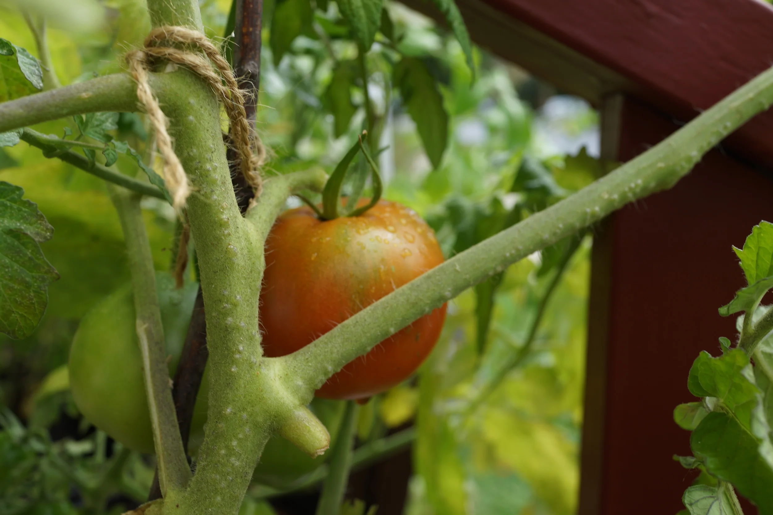 Becoming Strong at Home