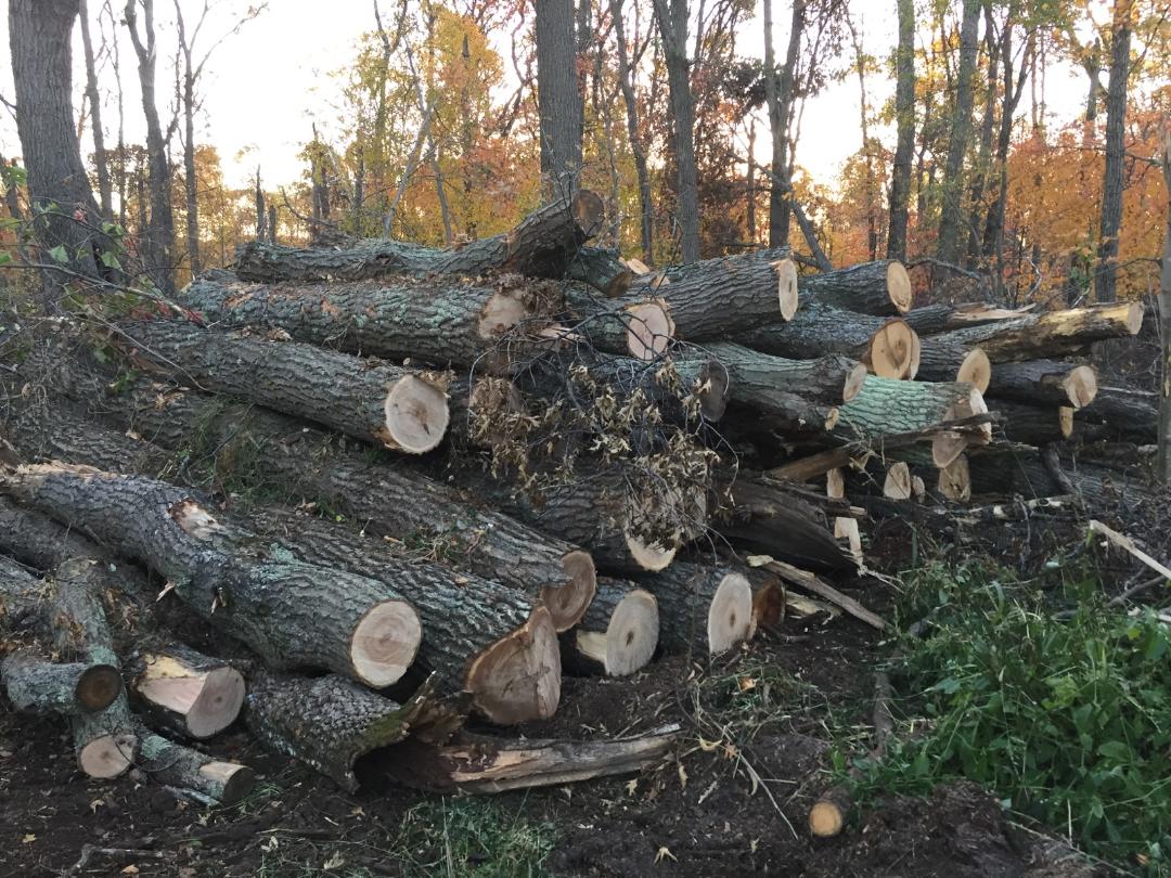 We lost much of our forest in the storm. This is one of ten piles this size we've hauled out over the past year.