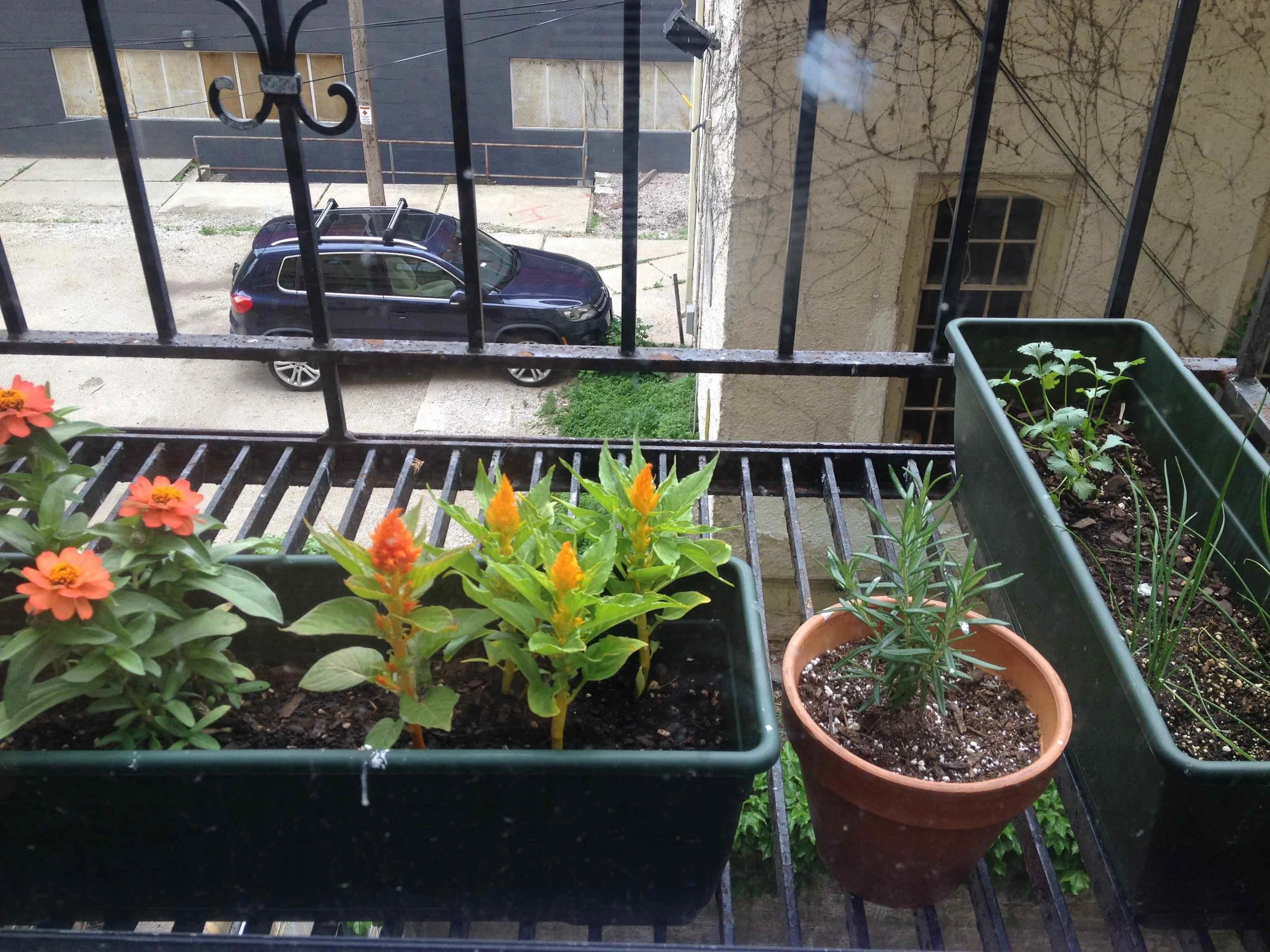 What I learned from my first garden