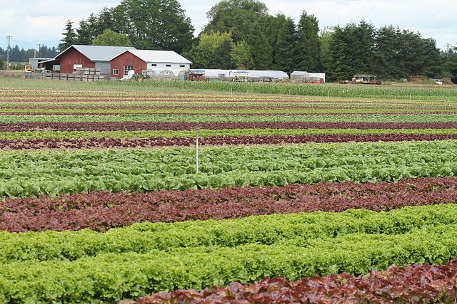 Mustard Seed Farms, a CSA near Newberg, OR (Photo by Hess Creek )