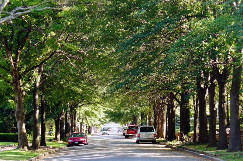 A solid street tree canopy in Tulsa, OK (Photo by Daniel Jeffries)
