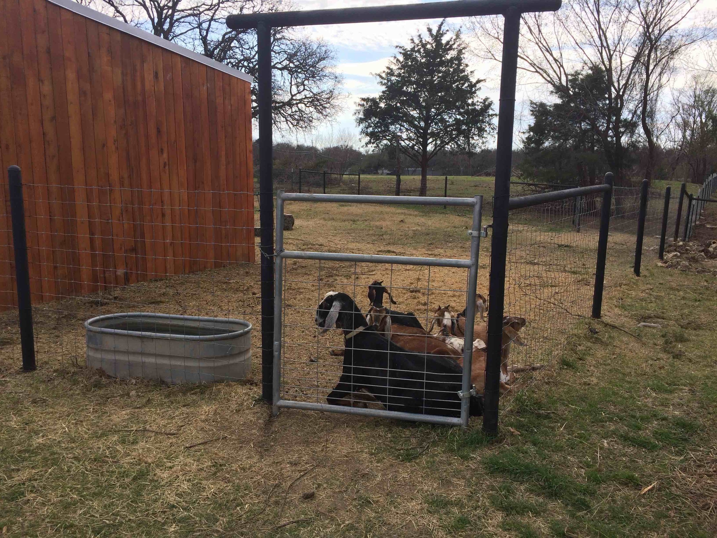 Goats on the farm